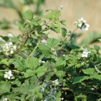 130719tgnr-whitethroat-on-bramble-bush-little-orme