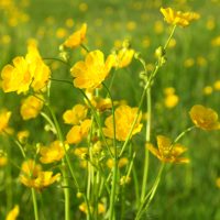 buttercups-in-field