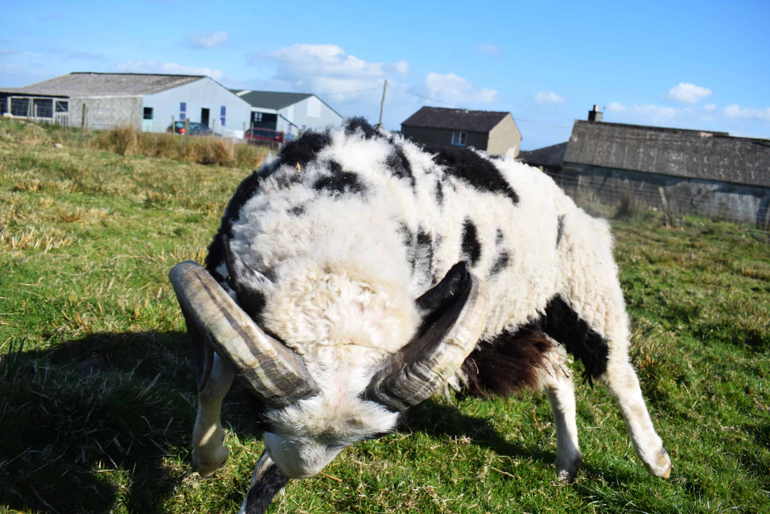 smartie jacob cross shetland sheep spotty ram dalmation sheep handsome british wool black and white 2
