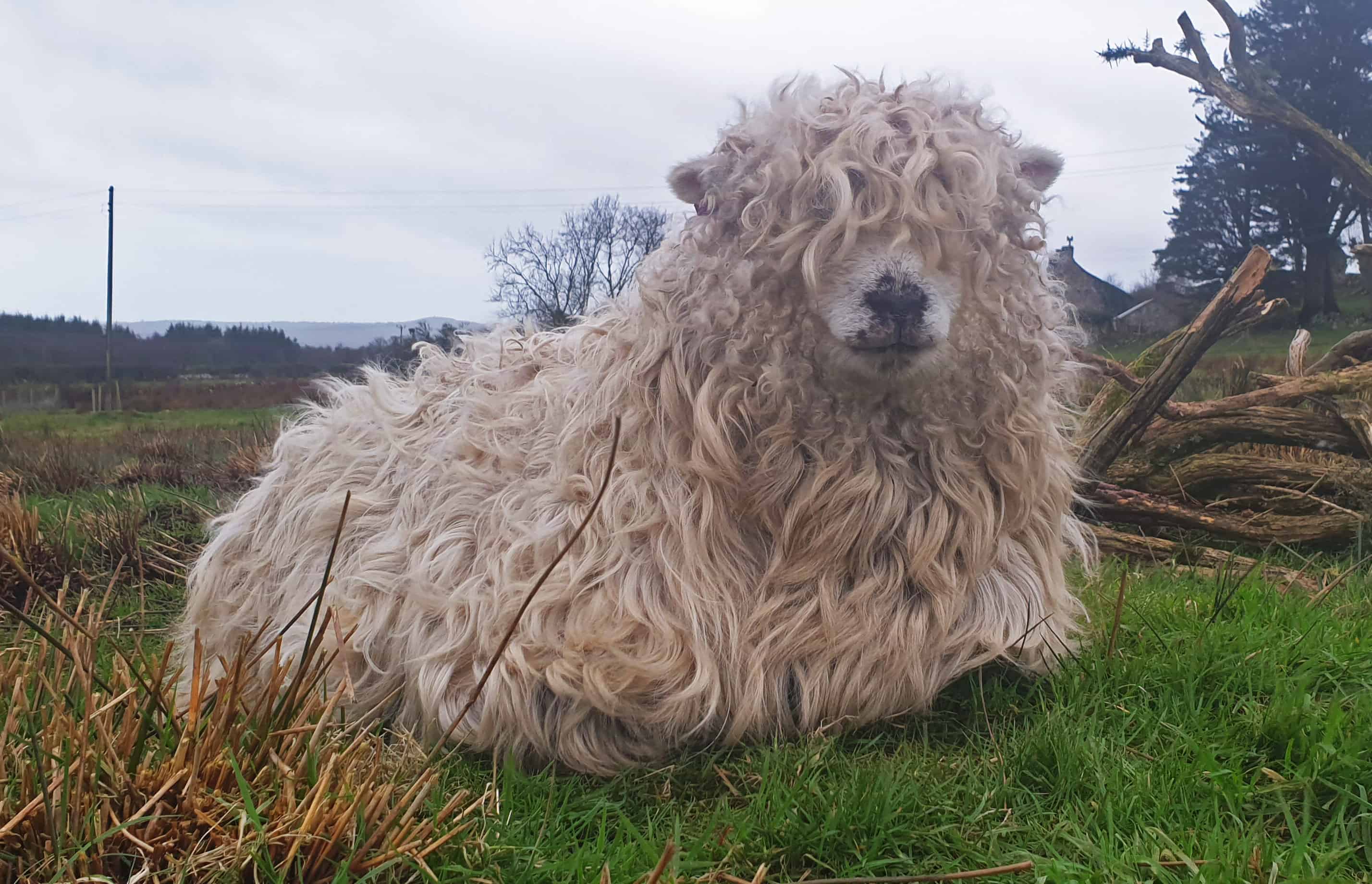 Merry gfd greyface dartmoor cute sheep vegetarian sheepskin rugs fleece grey face