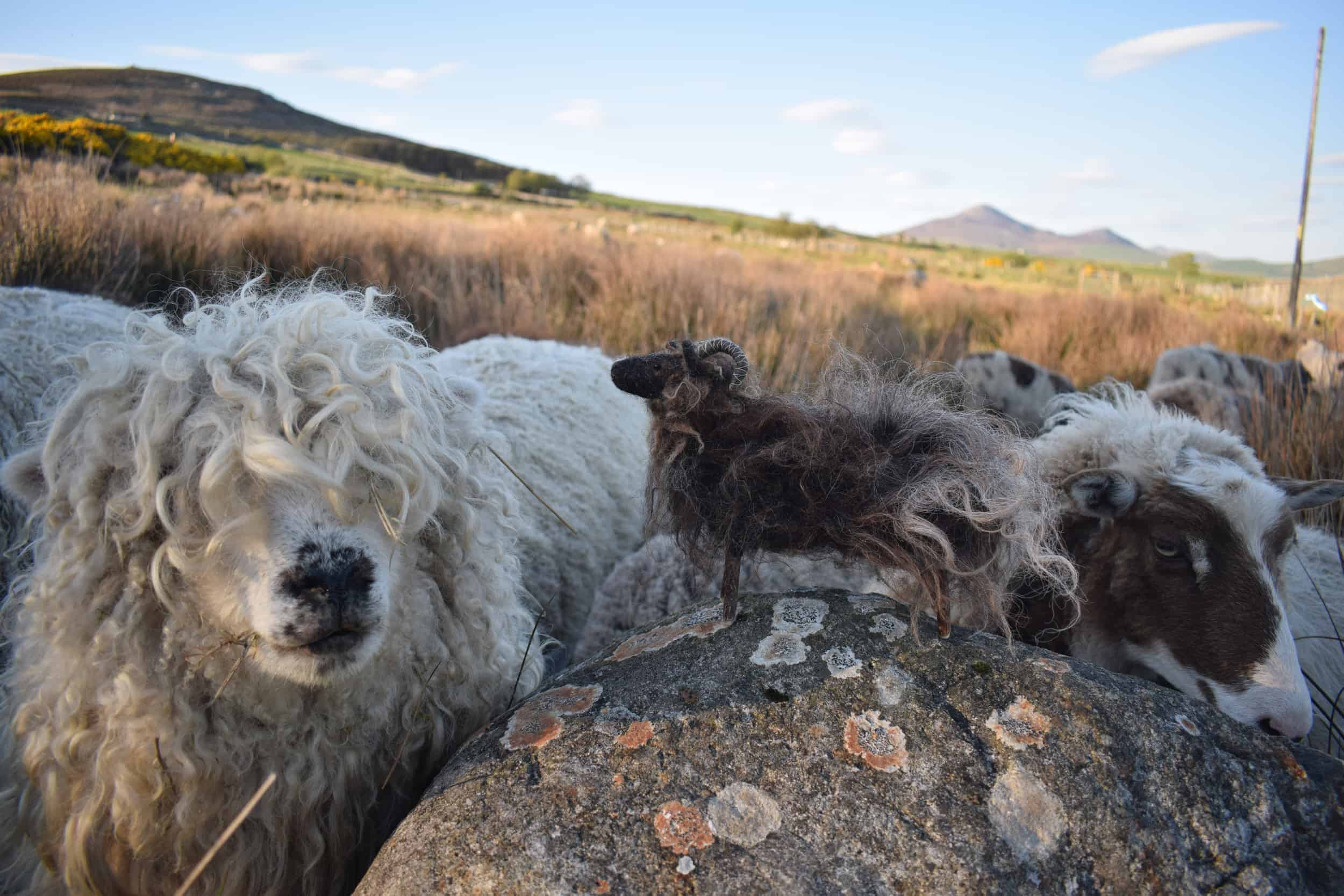 merry greyface dartmoor sheep needle felte sheep wool