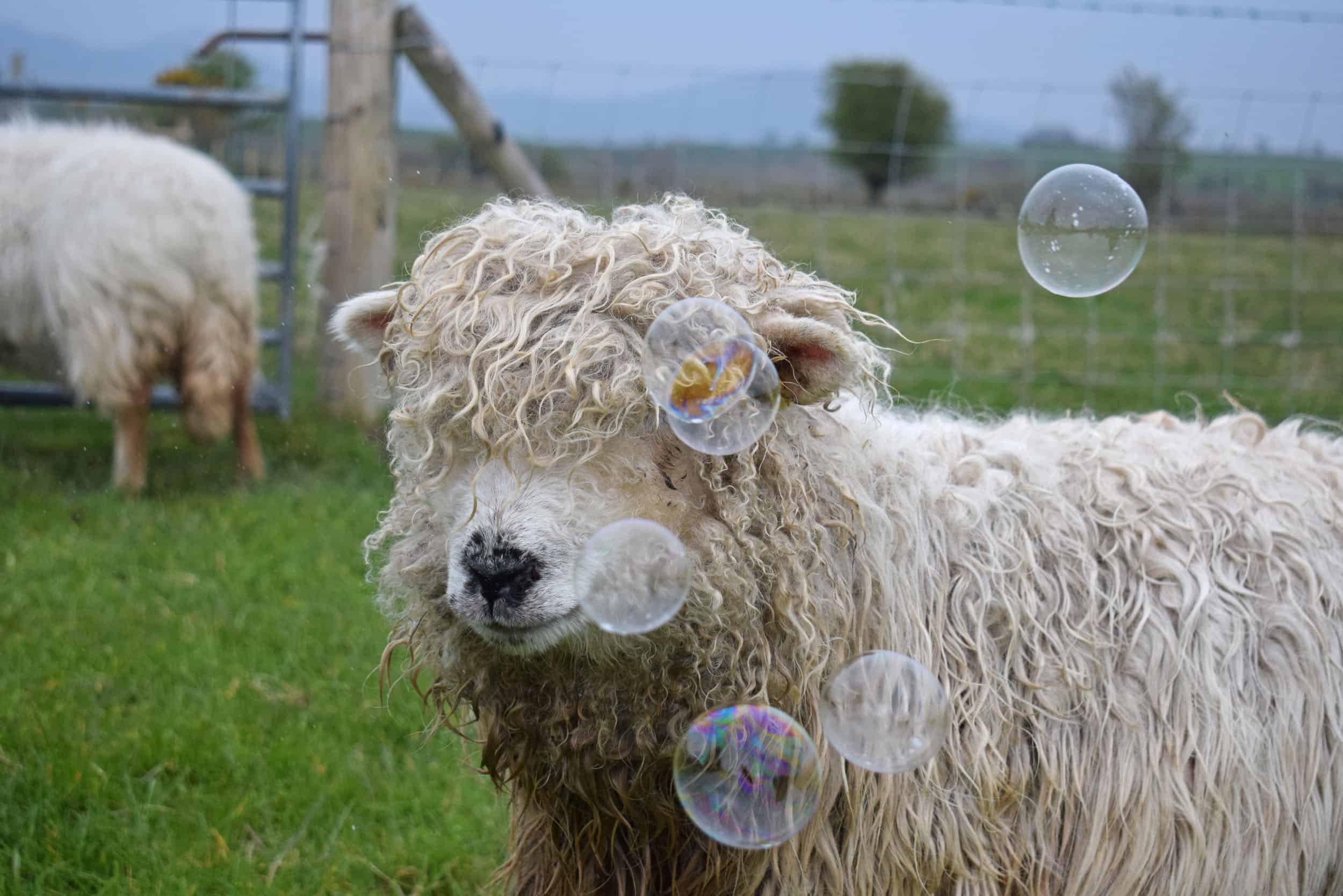 Merry gfd greyface dartmoor cute sheep vegetarian sheepskin rugs fleece grey face bubbles 2 pet sheep