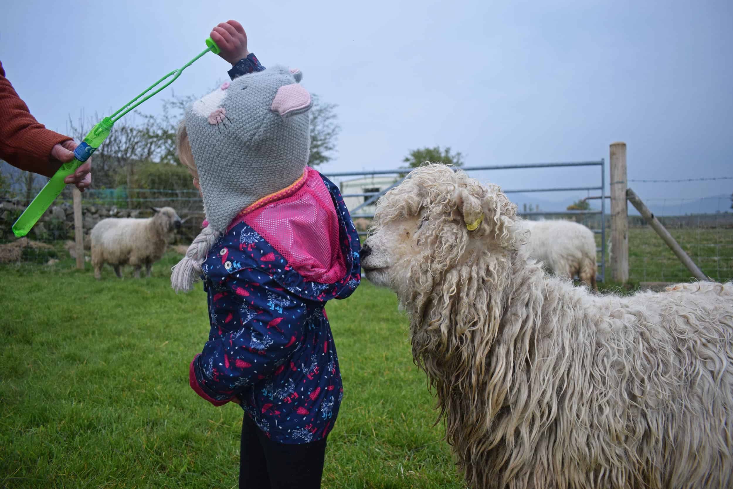 Merry gfd greyface dartmoor cute sheep vegetarian sheepskin rugs fleece grey face bubbles