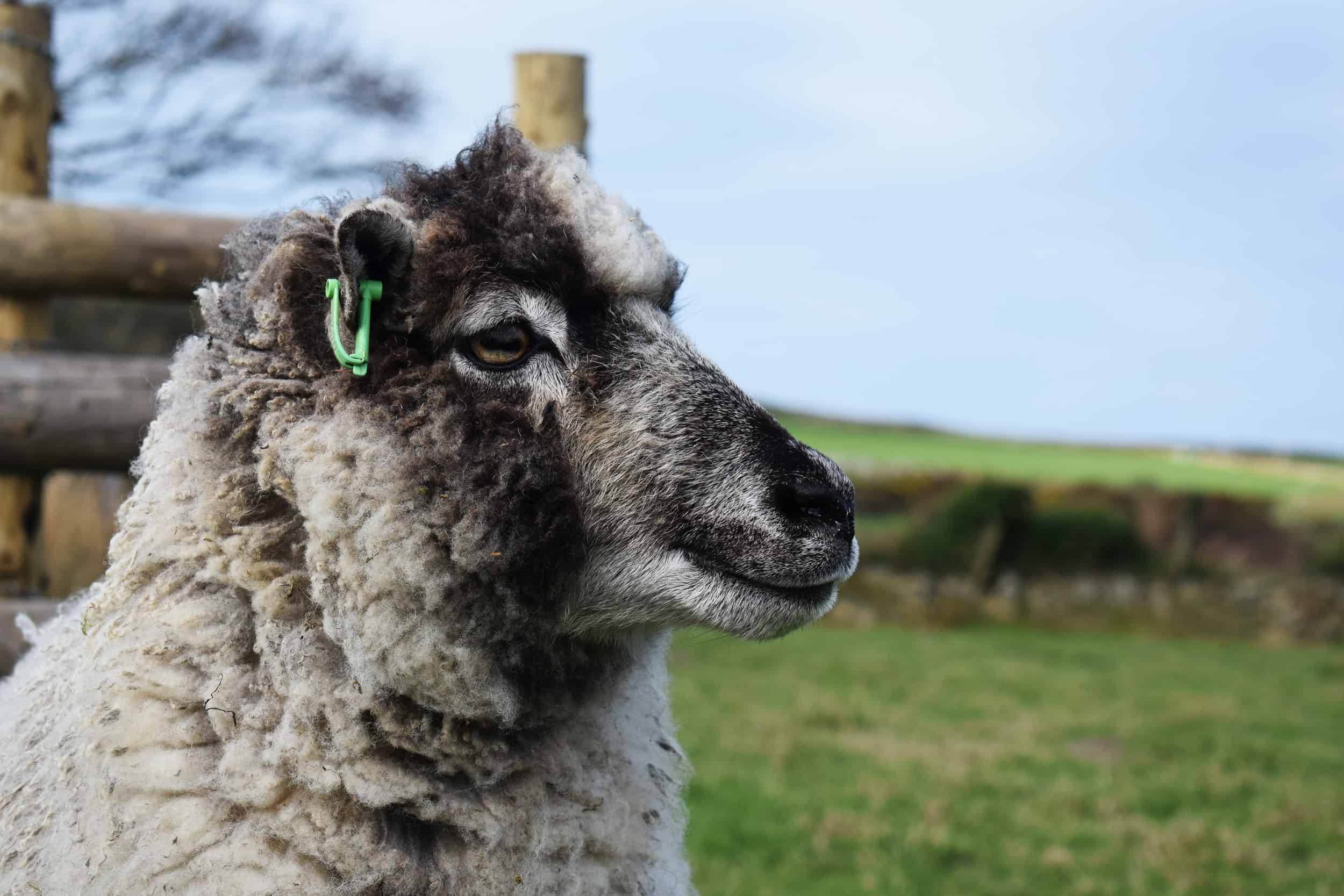 Tawny sheep ewe grey badgerface beautiful friendly pretty