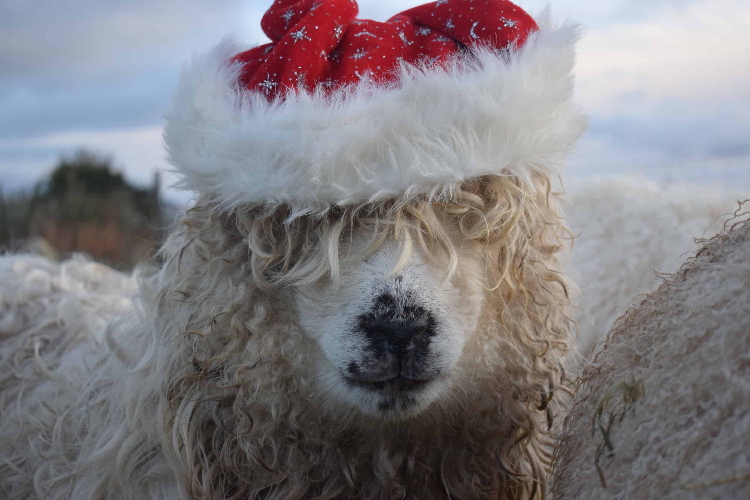 Merry sheep santa hat christmas greyface dartmoor