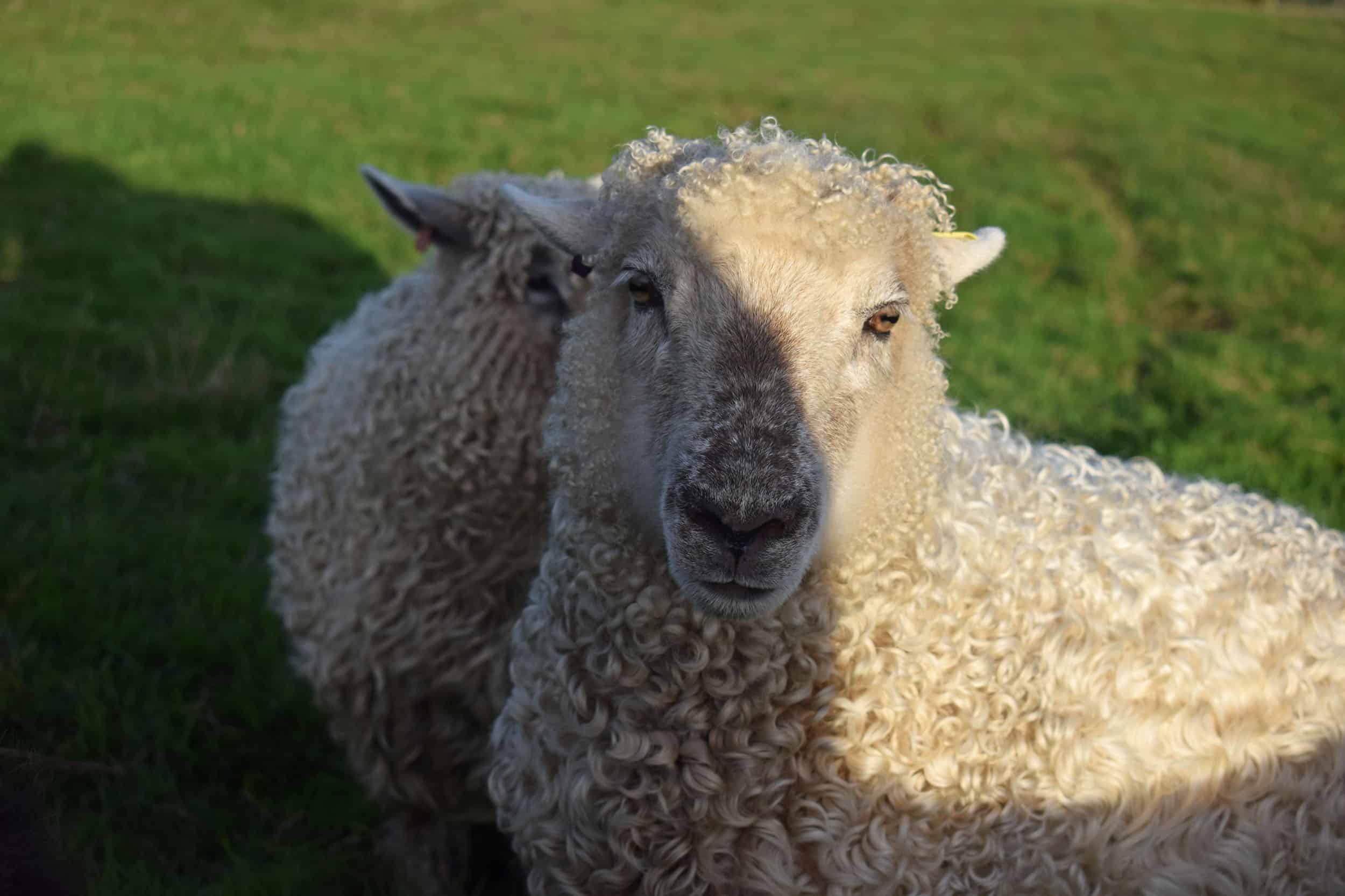 Porridge gotland cross greyface dartmoor sheep longwool patchwork curls white wool