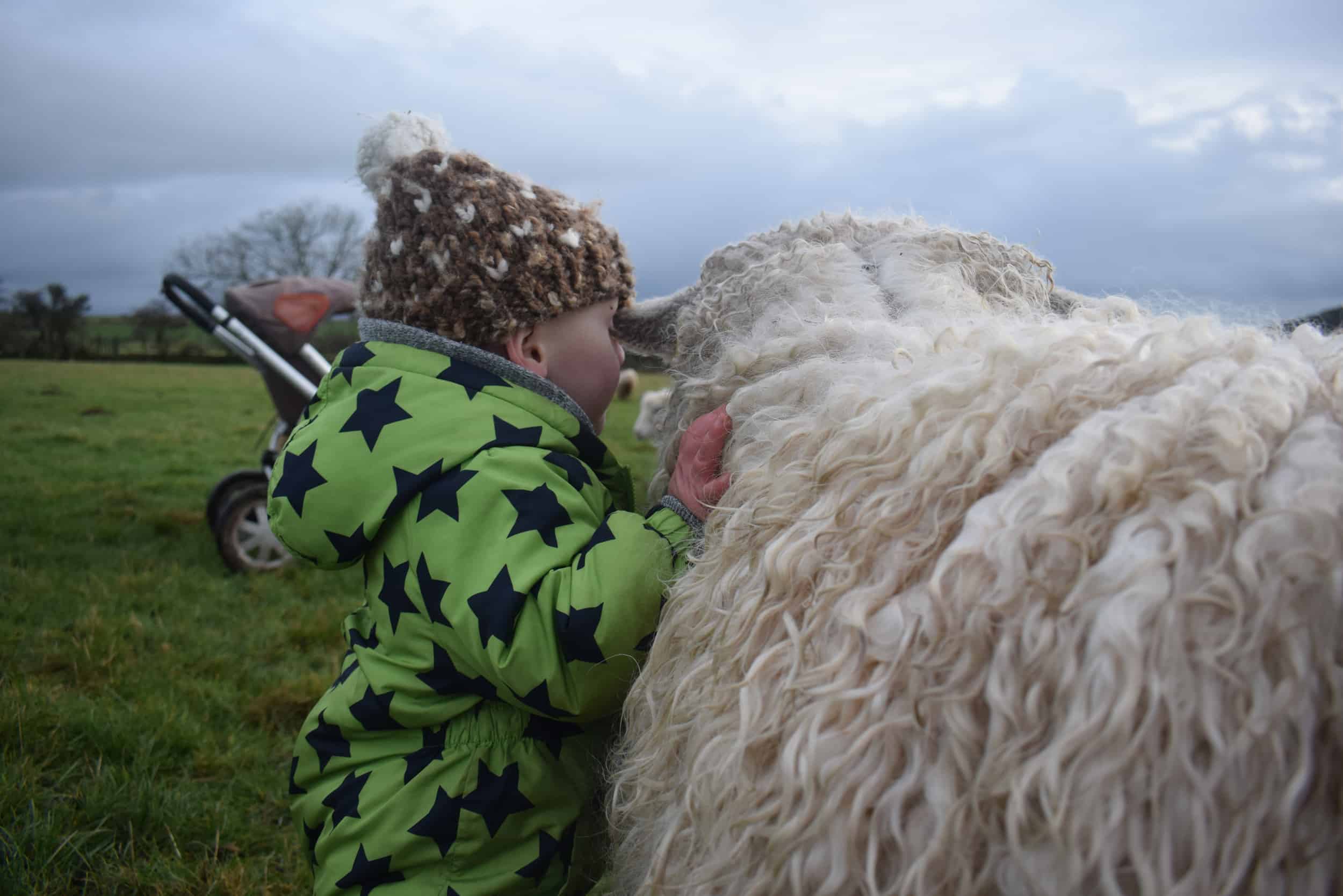 alice and ollie wensleydale cross greyface dartmoor sheep