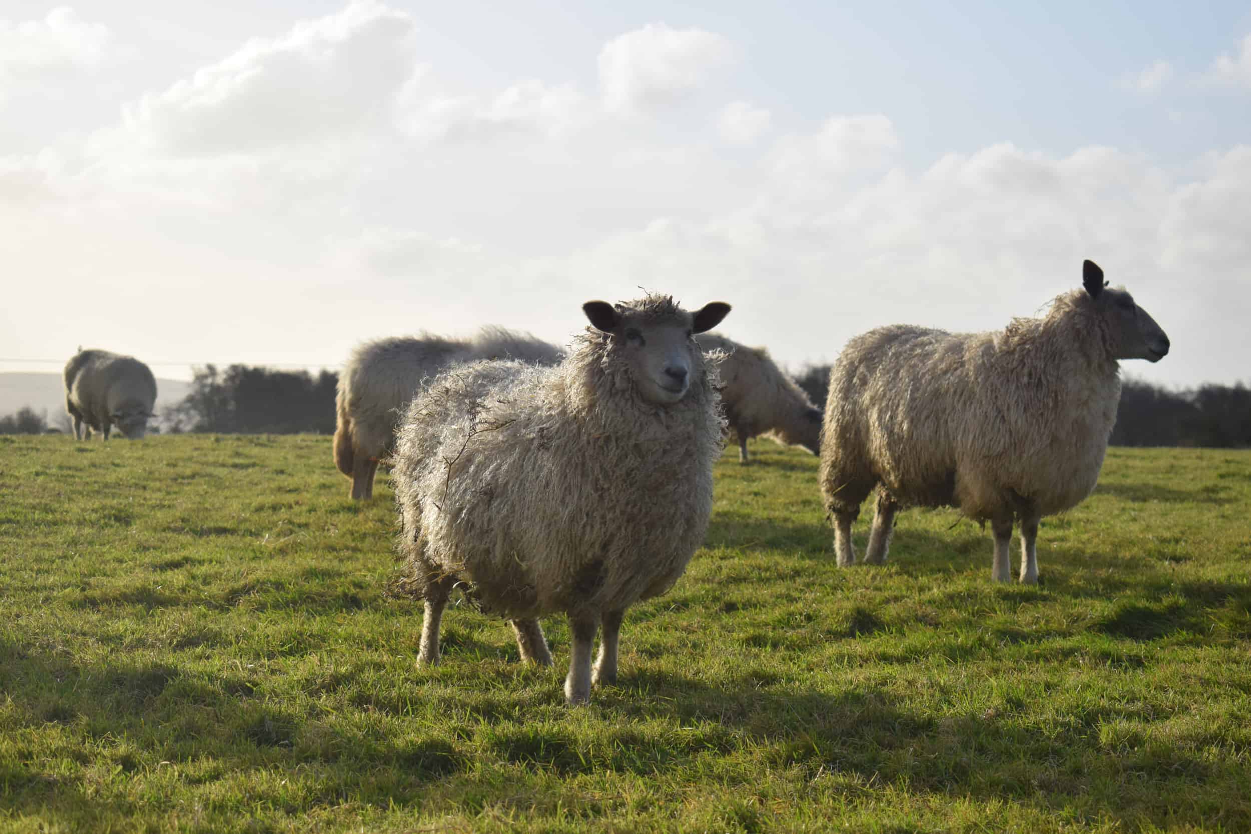 nymphadora sheep wensleydale cross icelandic sheep wool pretty 2