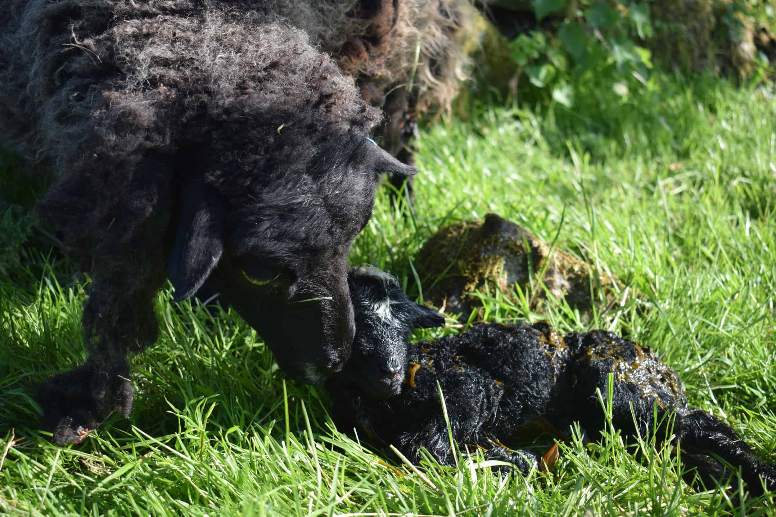 Currant black shetland sheep grandma kind fibre wool crafts raisin old mum