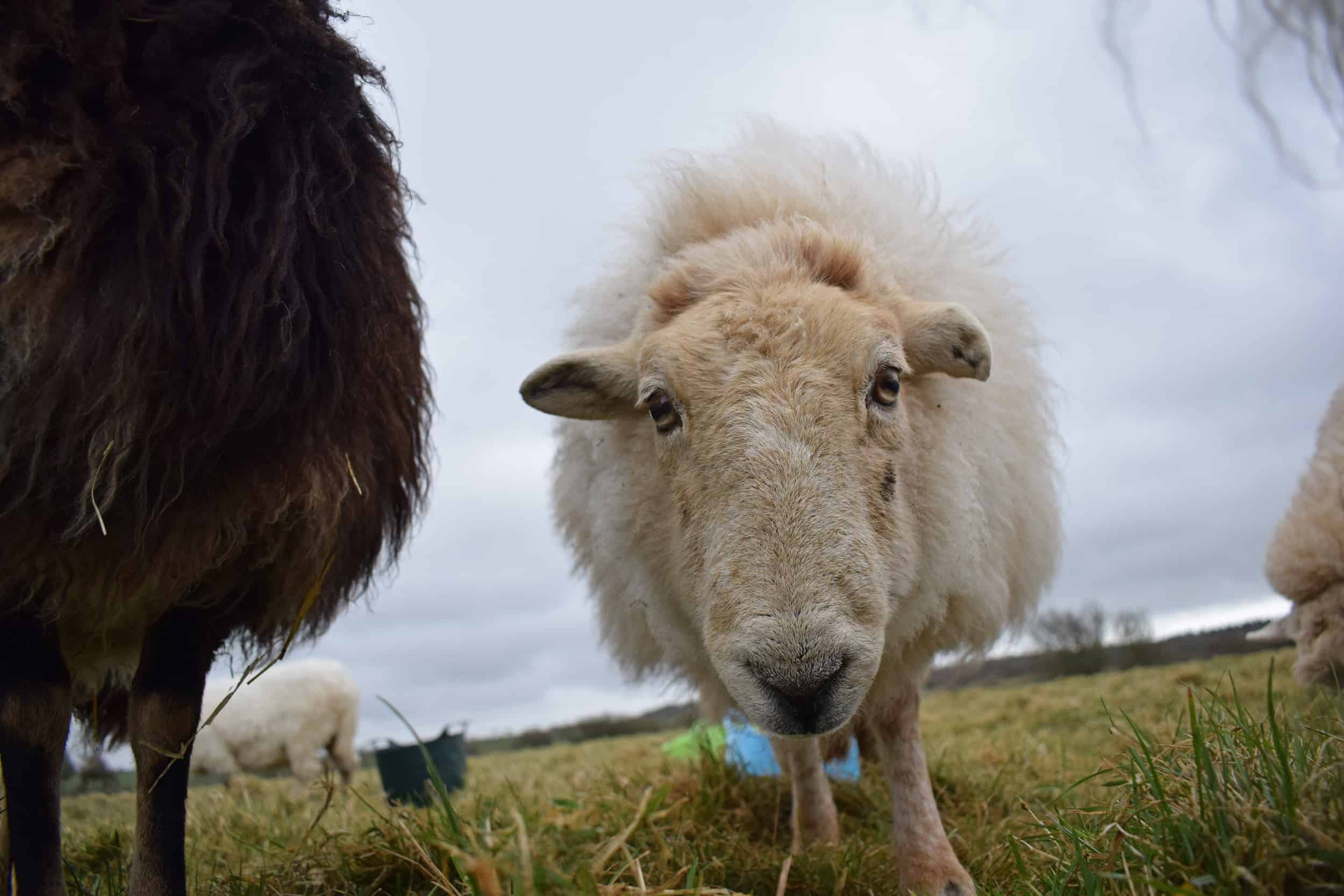 Nettle Welsh mountain hill sheep ewe old welsh wool rugs woven handmade 4