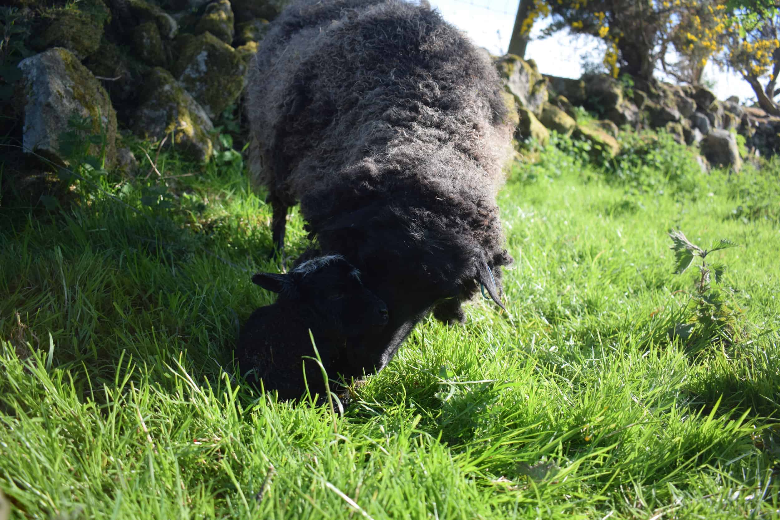 Currant black shetland sheep grandma kind fibre wool crafts raisin new mum again