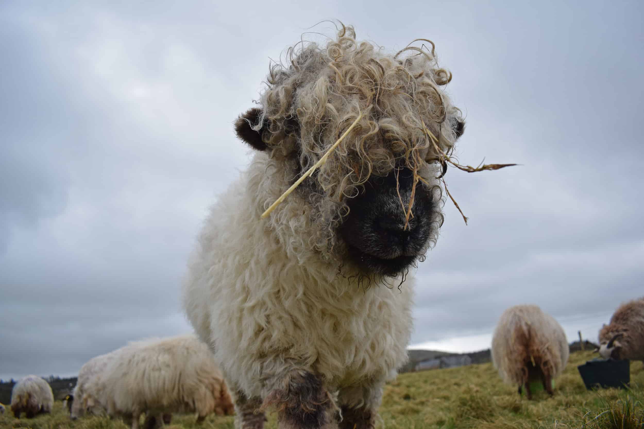 Nora Valais Blacknose Cross greyface dartmoor silvernose cute pet sheep wool