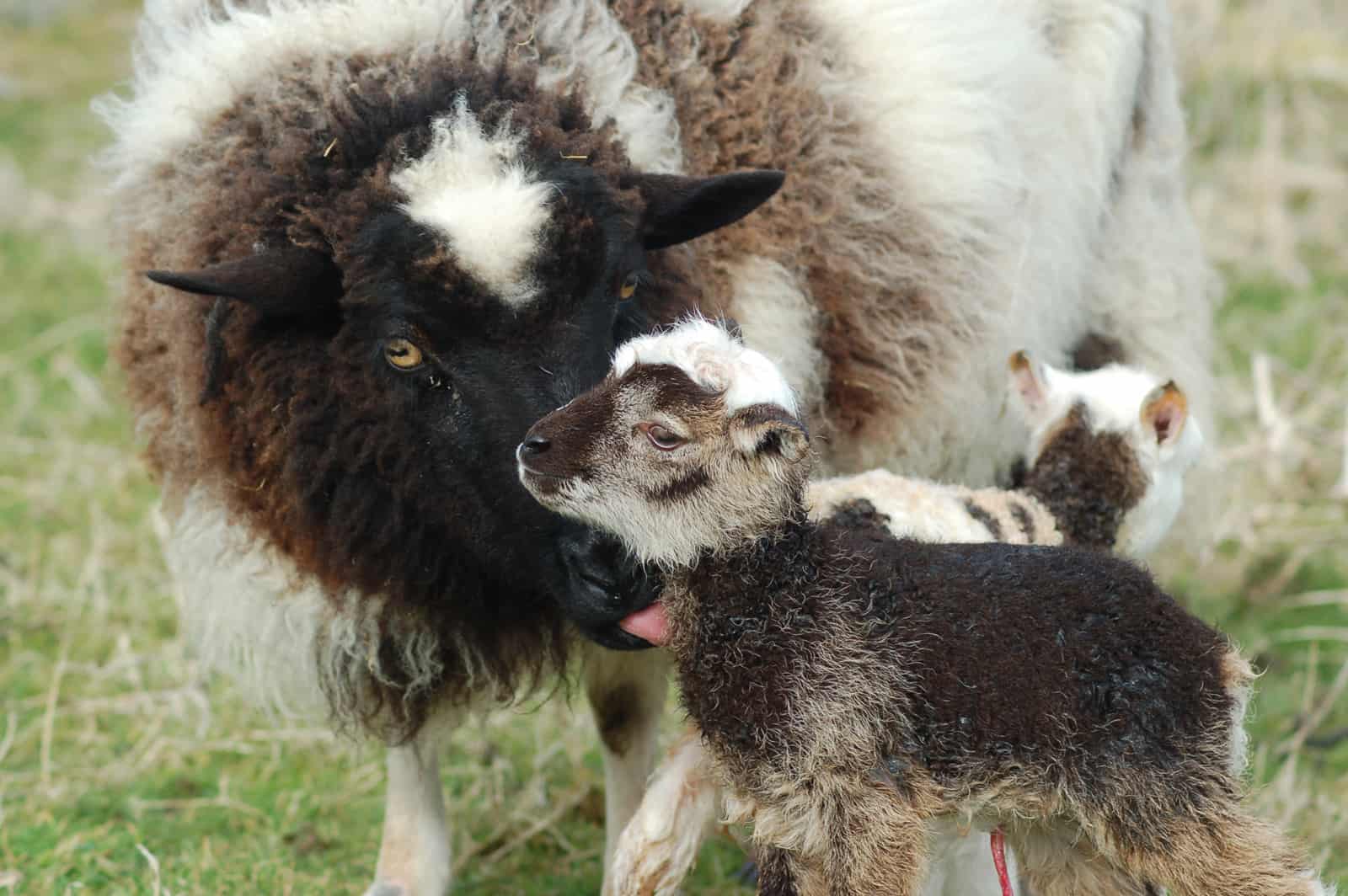 Fleur patchwprk sheep jacob cross shetland welsh mountain natural fleece wool spotty lambs