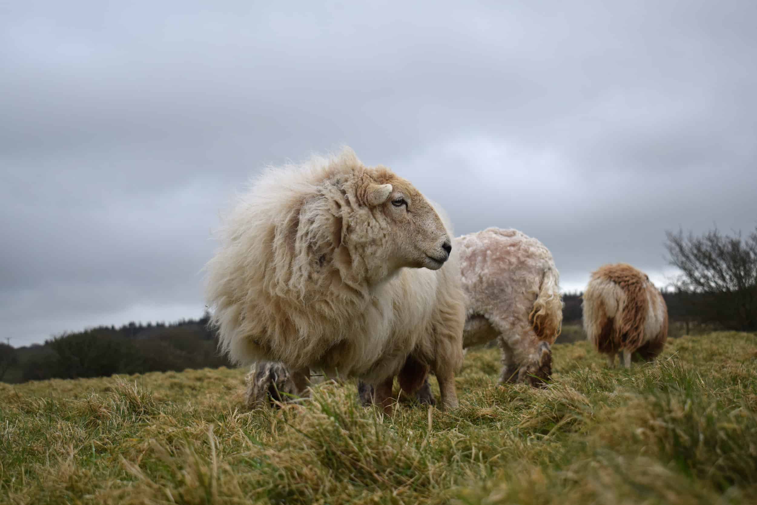 Nettle Welsh mountain hill sheep ewe old welsh wool rugs woven handmade 3