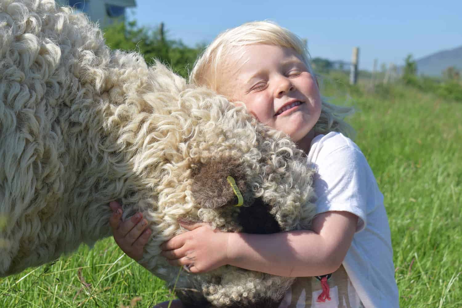 Nora valais blacknose greyface dartmoor pet sheep cuddle bear sheep patchworksheep crueltyfree felt rugs elsie