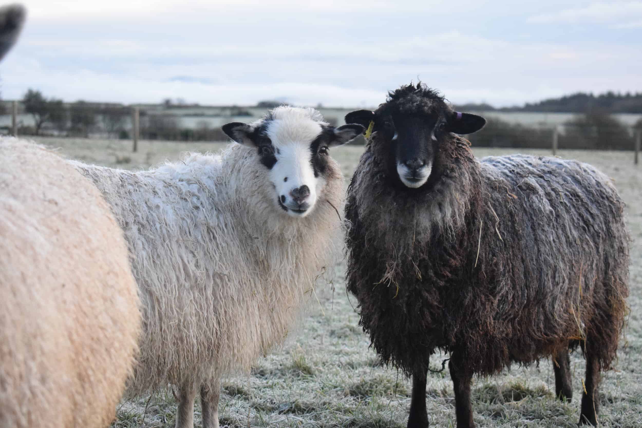 Florence longwool lamb races coloured leicester longwool shetland gotland sheep ewe lamb kind fibre sheep frendly ethical wool products cross 2