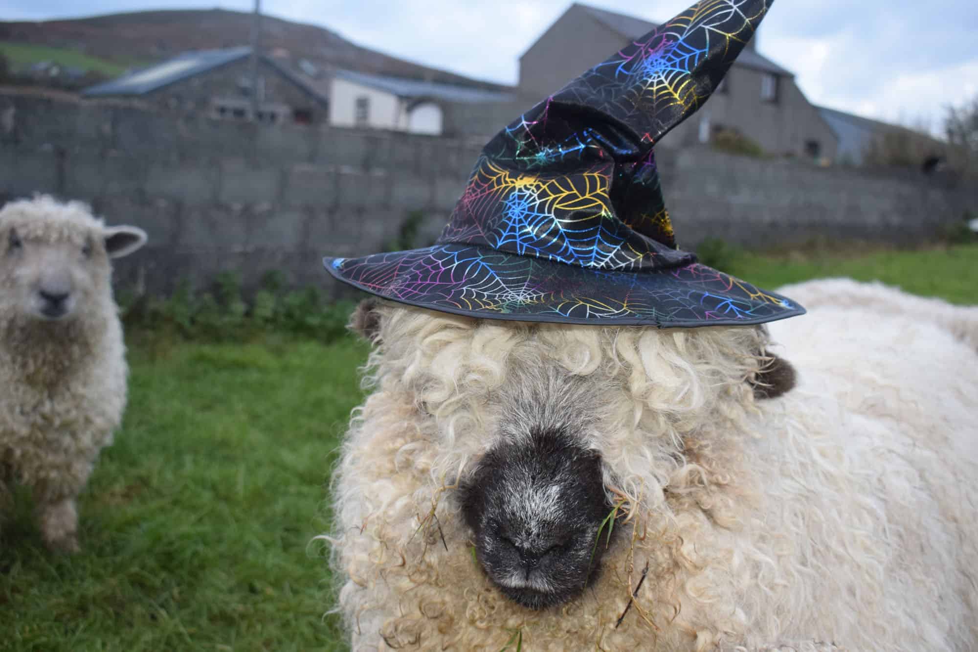 Nora valais blacknose greyface dartmoor pet sheep cuddle bear sheep patchworksheep crueltyfree felt rugs halloween