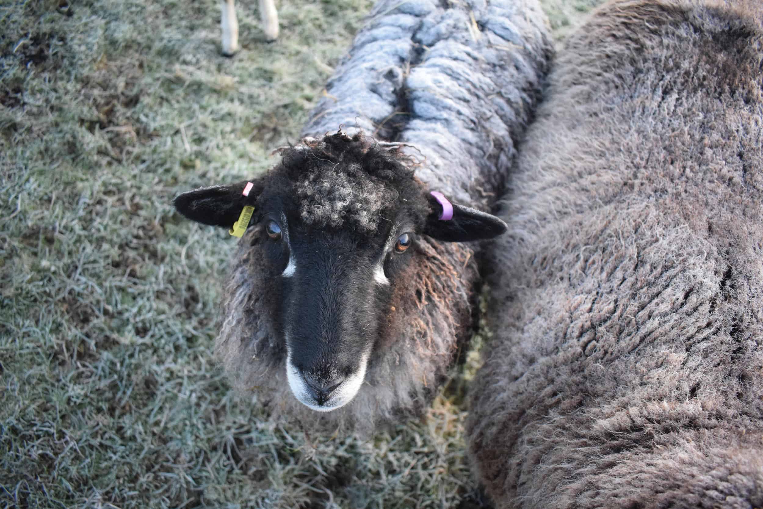 florence coloured leicester longwool gotland shetland sheep crossbreed english blue kind fibre 4