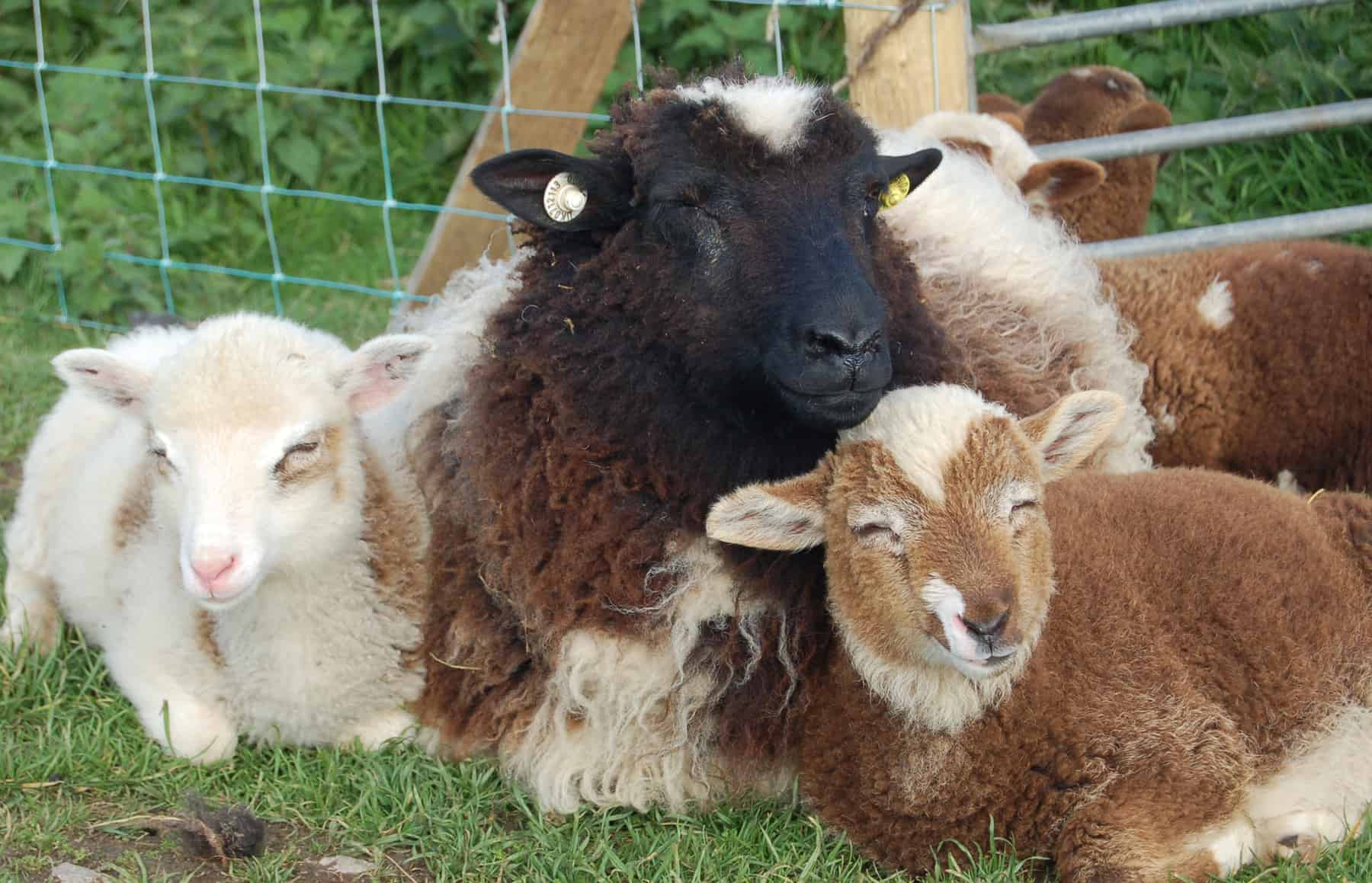 Fleur patchwprk sheep jacob cross shetland welsh mountain natural fleece wool spotty 2