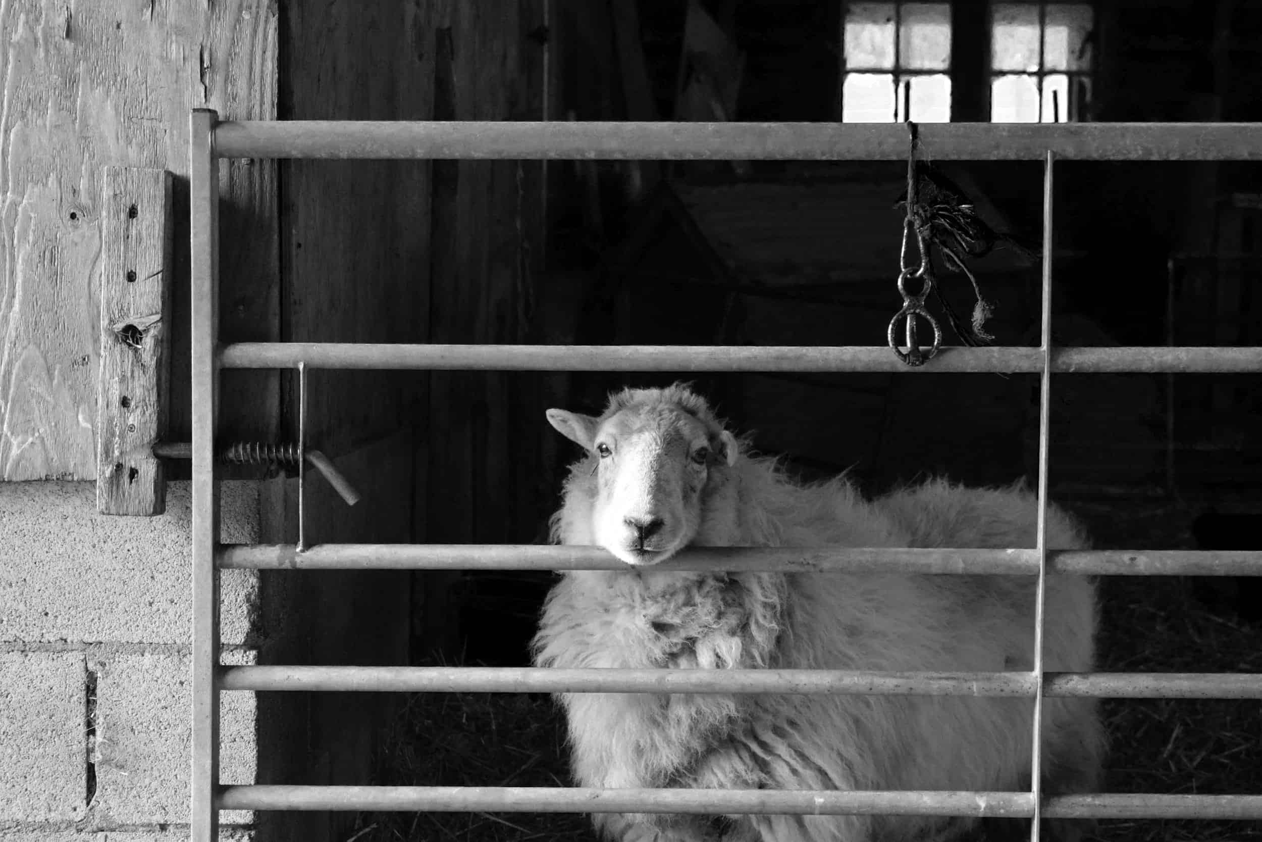 Nettle Welsh mountain hill sheep ewe old welsh wool rugs woven handmade