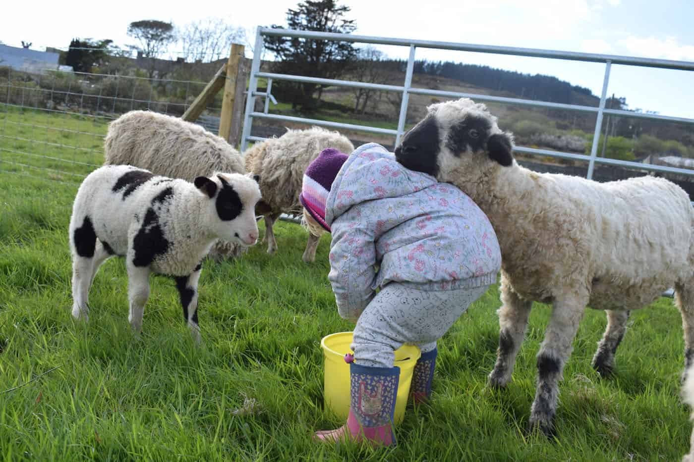 Doris valais blacknose silvernose greyface dartmoor cross sheep [et cute teddy bear wool rug 5