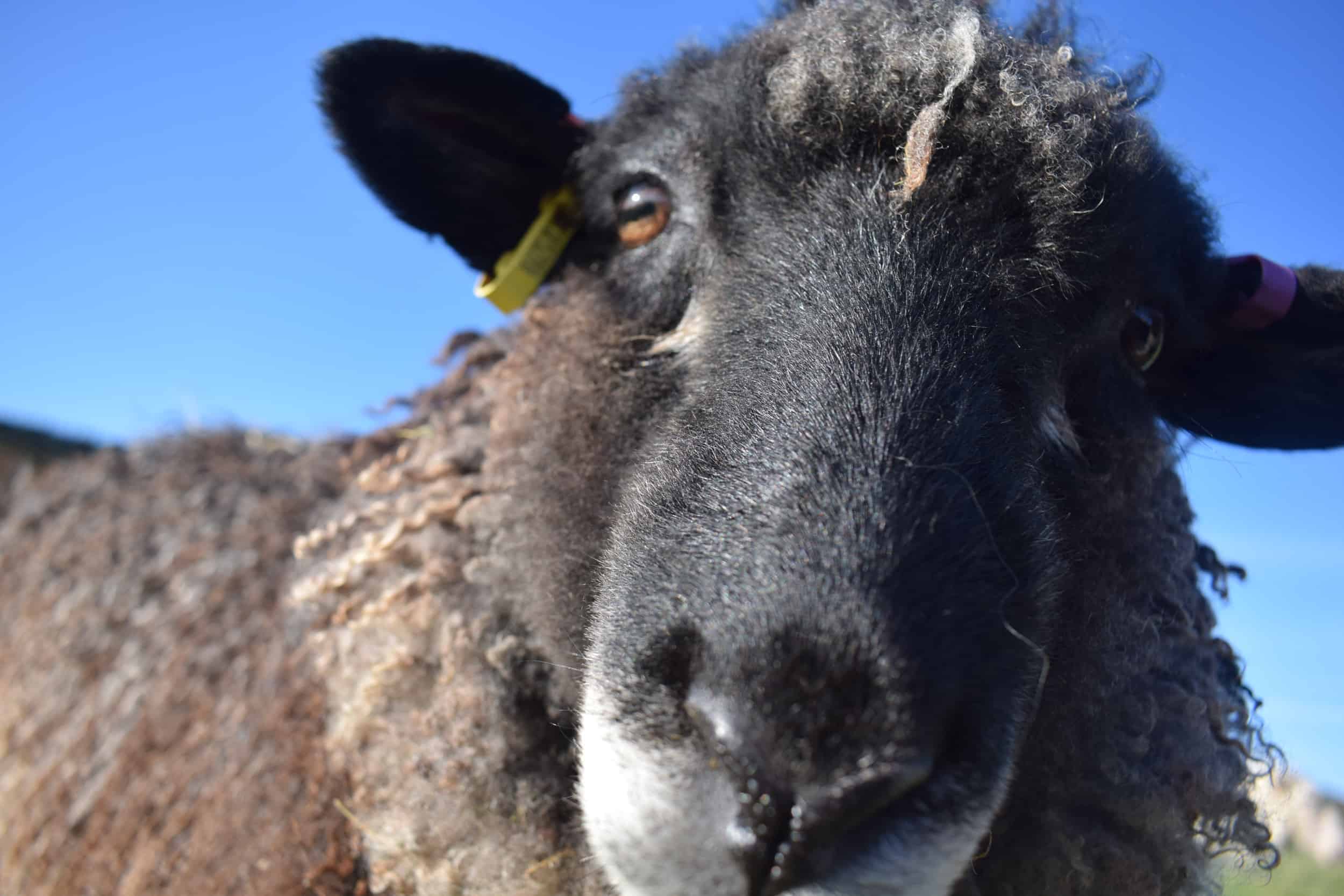 Florence longwool lamb races coloured leicester longwool shetland gotland sheep ewe lamb kind fibre sheep frendly ethical wool products cross