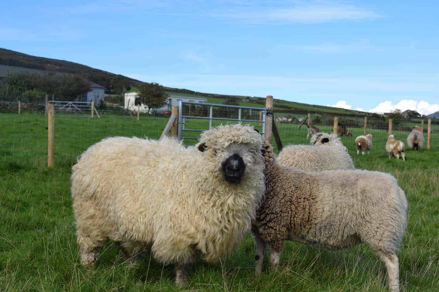 Nora valais blacknose greyface dartmoor pet sheep cuddle bear sheep patchworksheep crueltyfree felt rugs 3