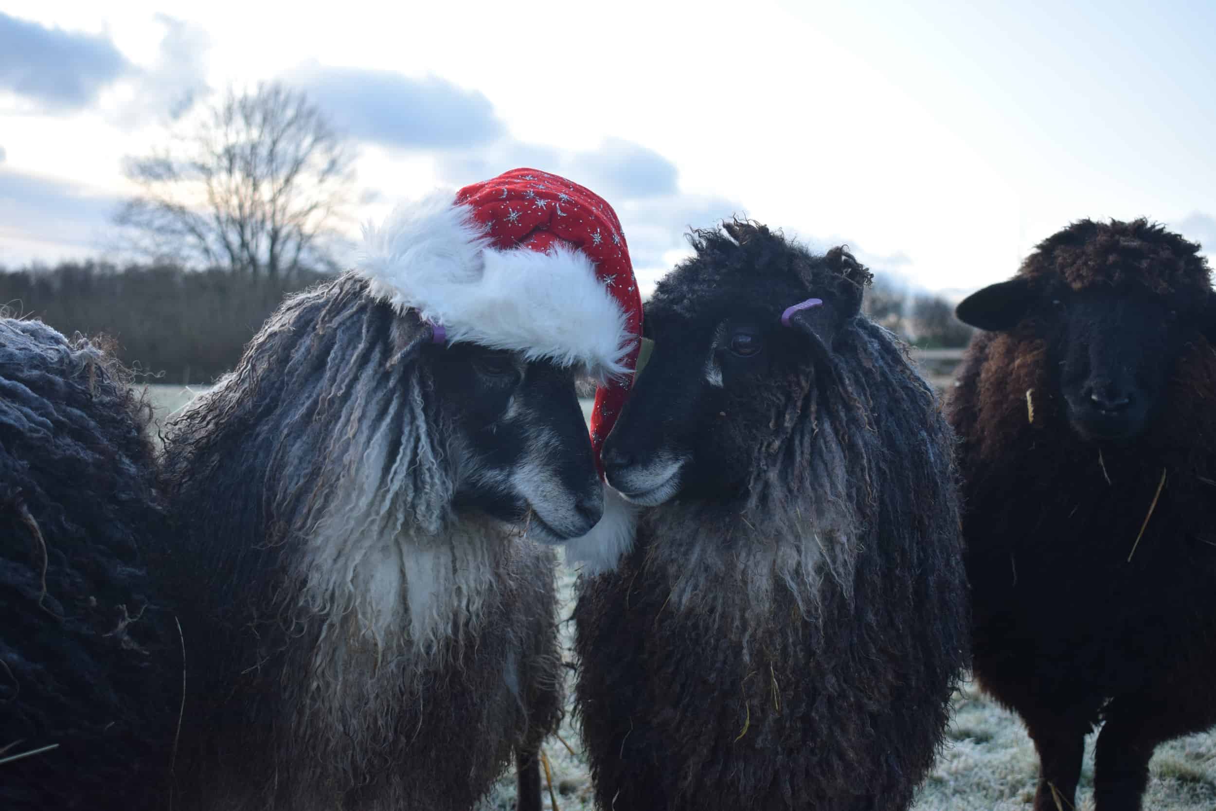 florence jemima christmas sheep xmas santa hat coloured leicester longwool gotland shetland sheep crossbreed english blue kind fibre