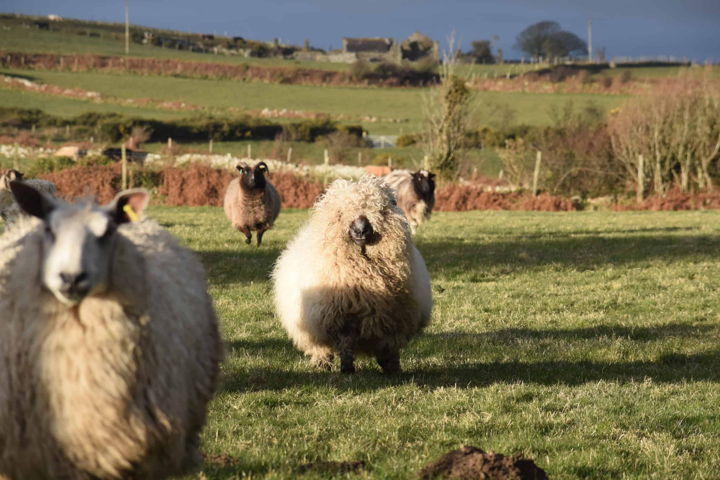 Nora valais blacknose greyface dartmoor pet sheep cuddle bear sheep patchworksheep crueltyfree felt rugs