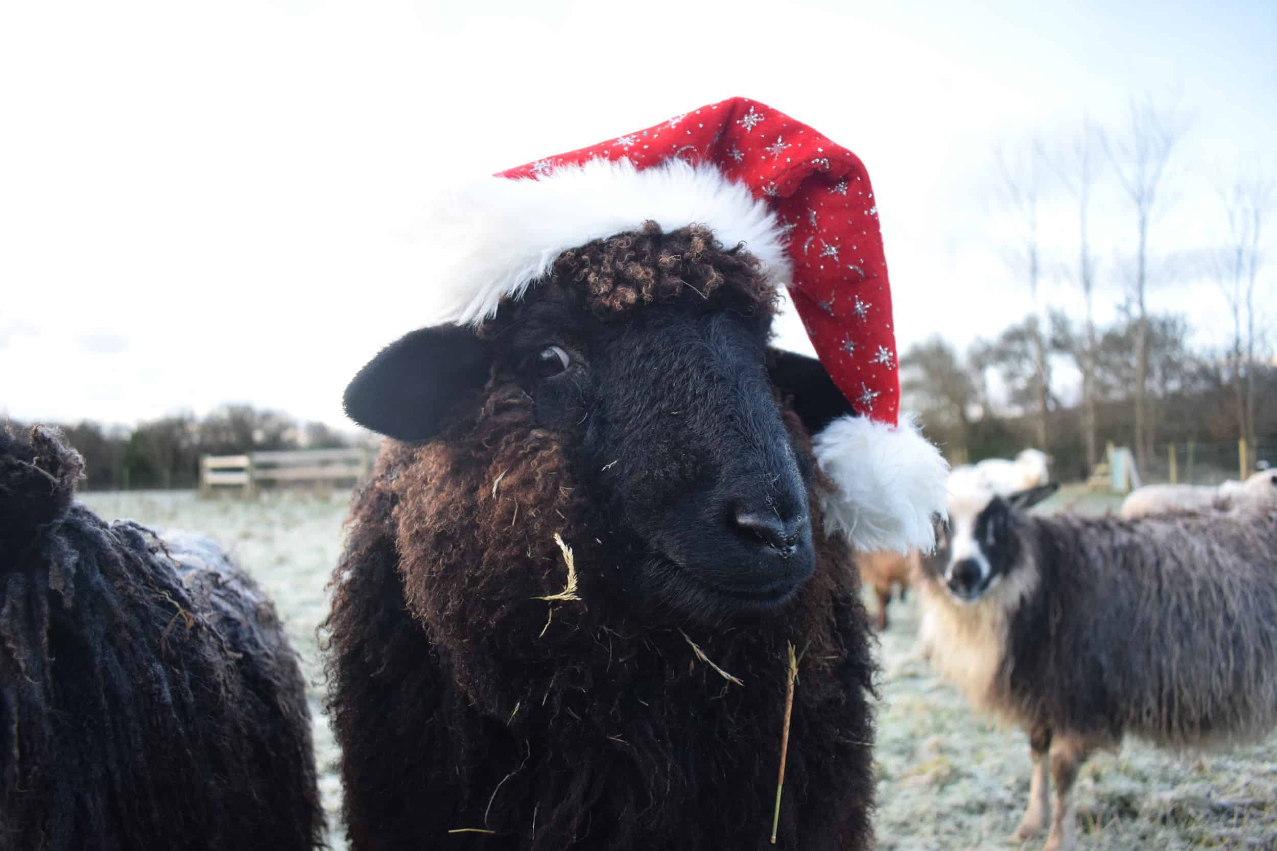 Spot santa hat xmas valais blacknose cross zwables texel sheep pet sheep ethical sustainable wool gifts patchwork sheep black 2