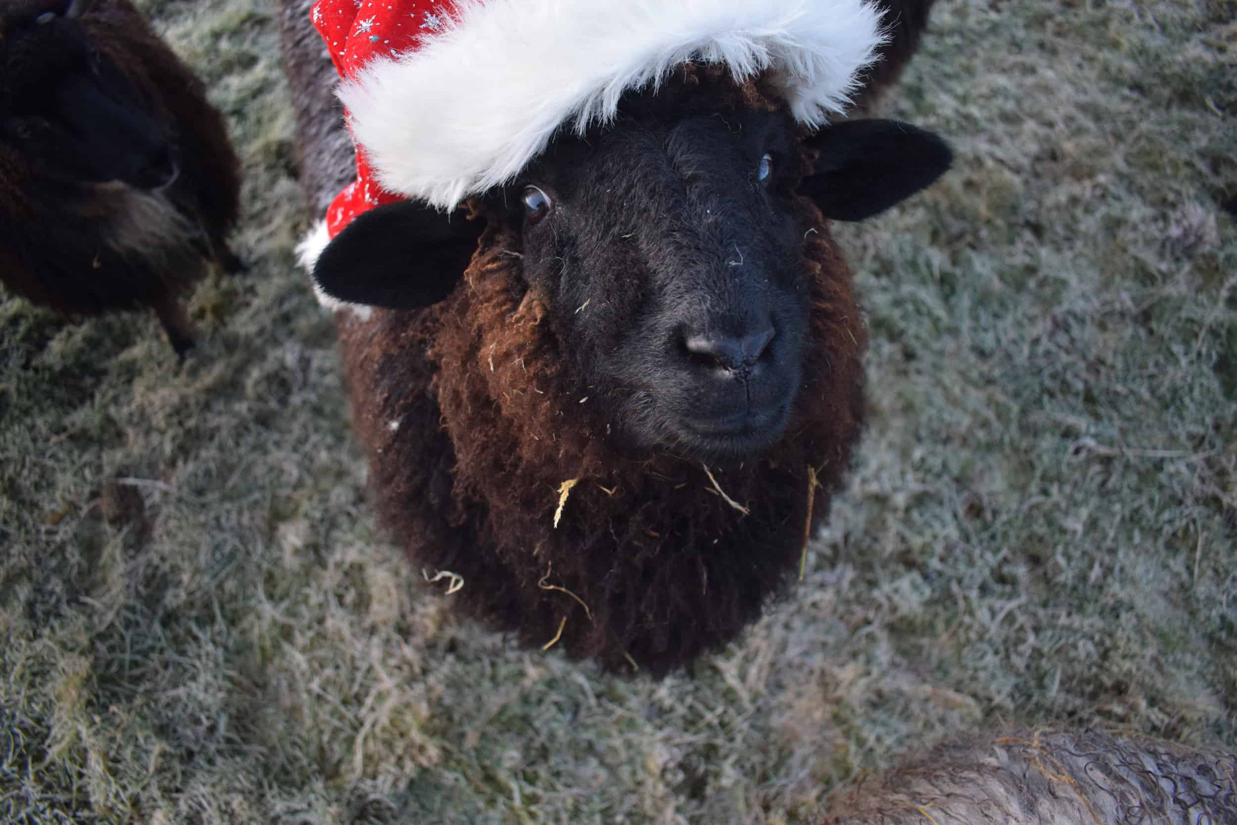 Spot santa hat xmas valais blacknose cross zwables texel sheep pet sheep ethical sustainable wool gifts patchwork sheep black