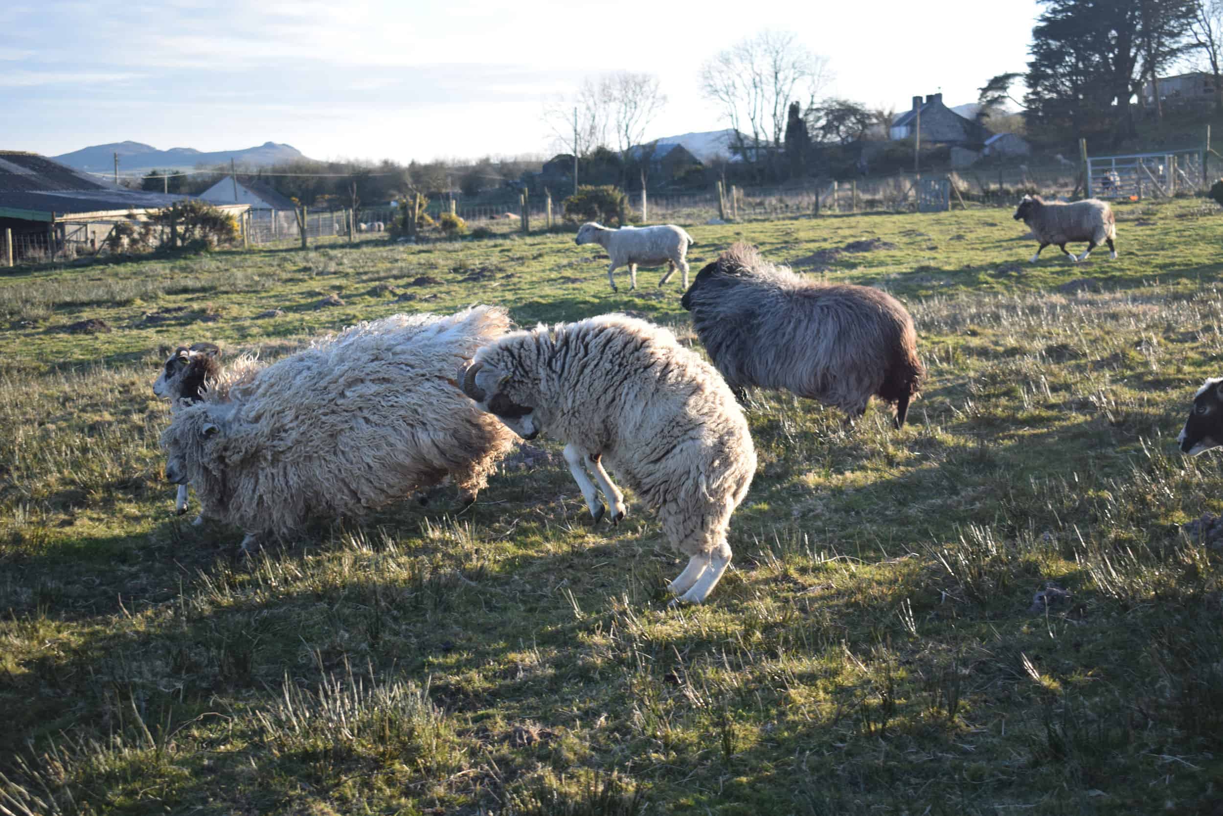 Posy pet lamb sheep friennd moorit spotted soay cross sheep 5