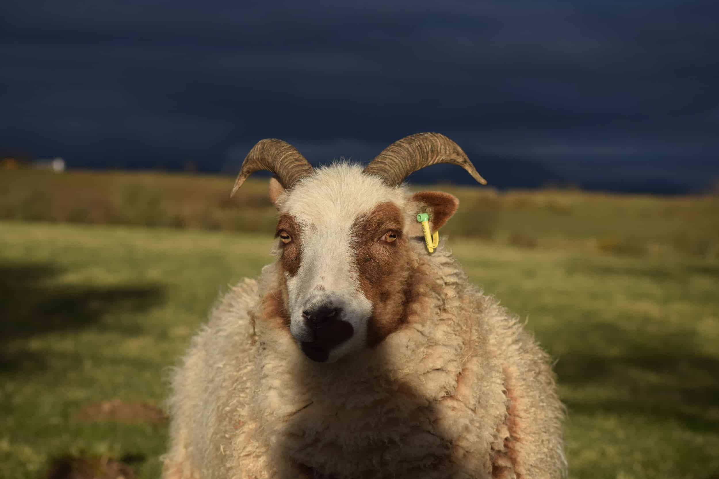 Posy pet lamb sheep friennd moorit spotted soay cross sheep 6