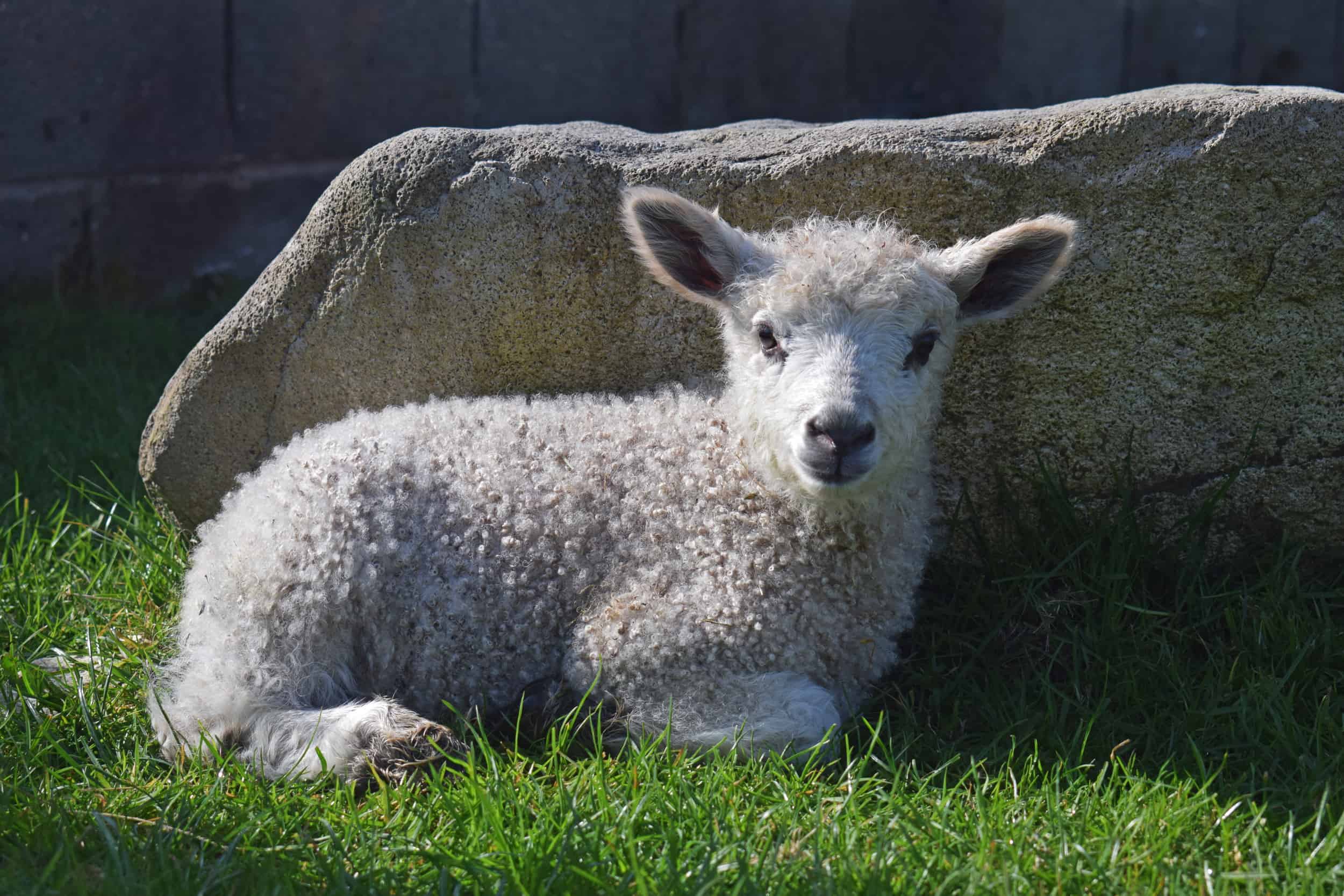 nymphadora sheep wensleydale cross icelandic sheep wool lamb 4