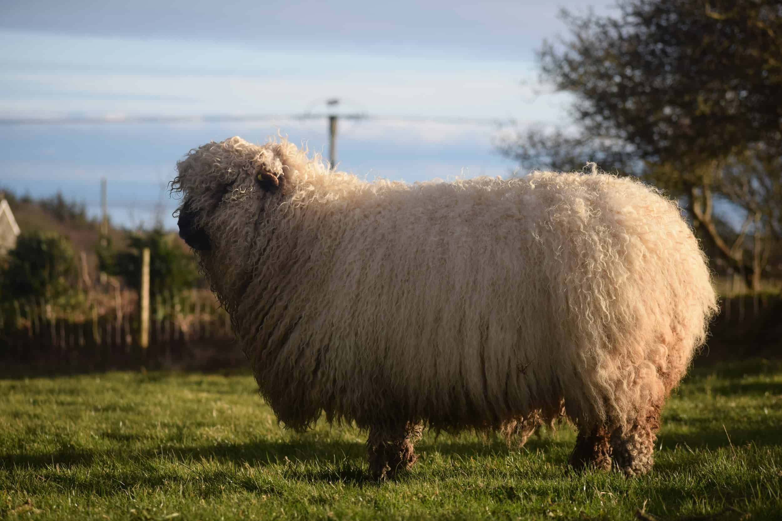 Nora Valais Blacknose Cross greyface dartmoor silvernose cute pet sheep wool 2
