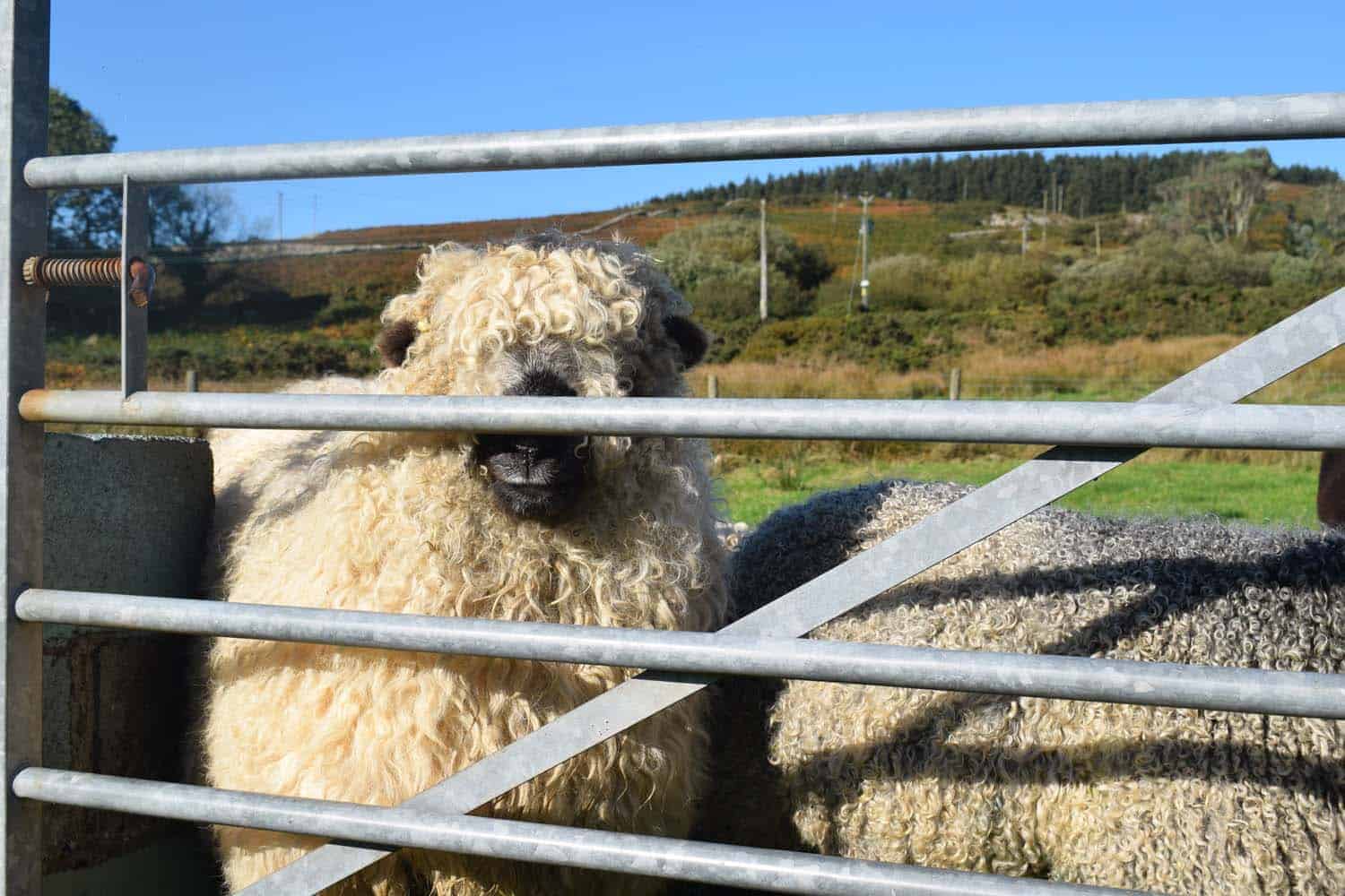 Nora valais blacknose greyface dartmoor pet sheep cuddle bear sheep patchworksheep crueltyfree felt rugs 2