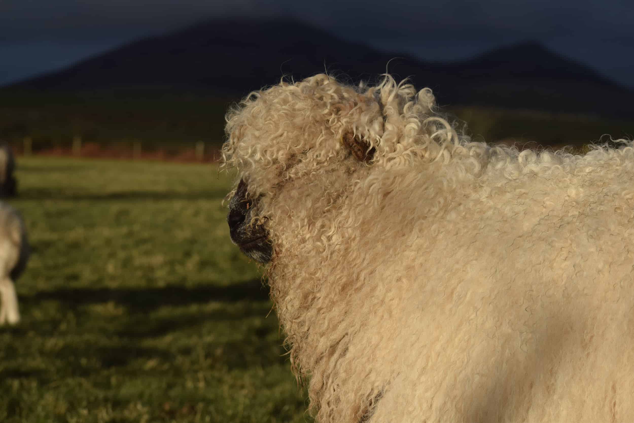 Nora valais blacknose greyface dartmoor pet sheep cuddle bear sheep patchworksheep crueltyfree felt rugs cute