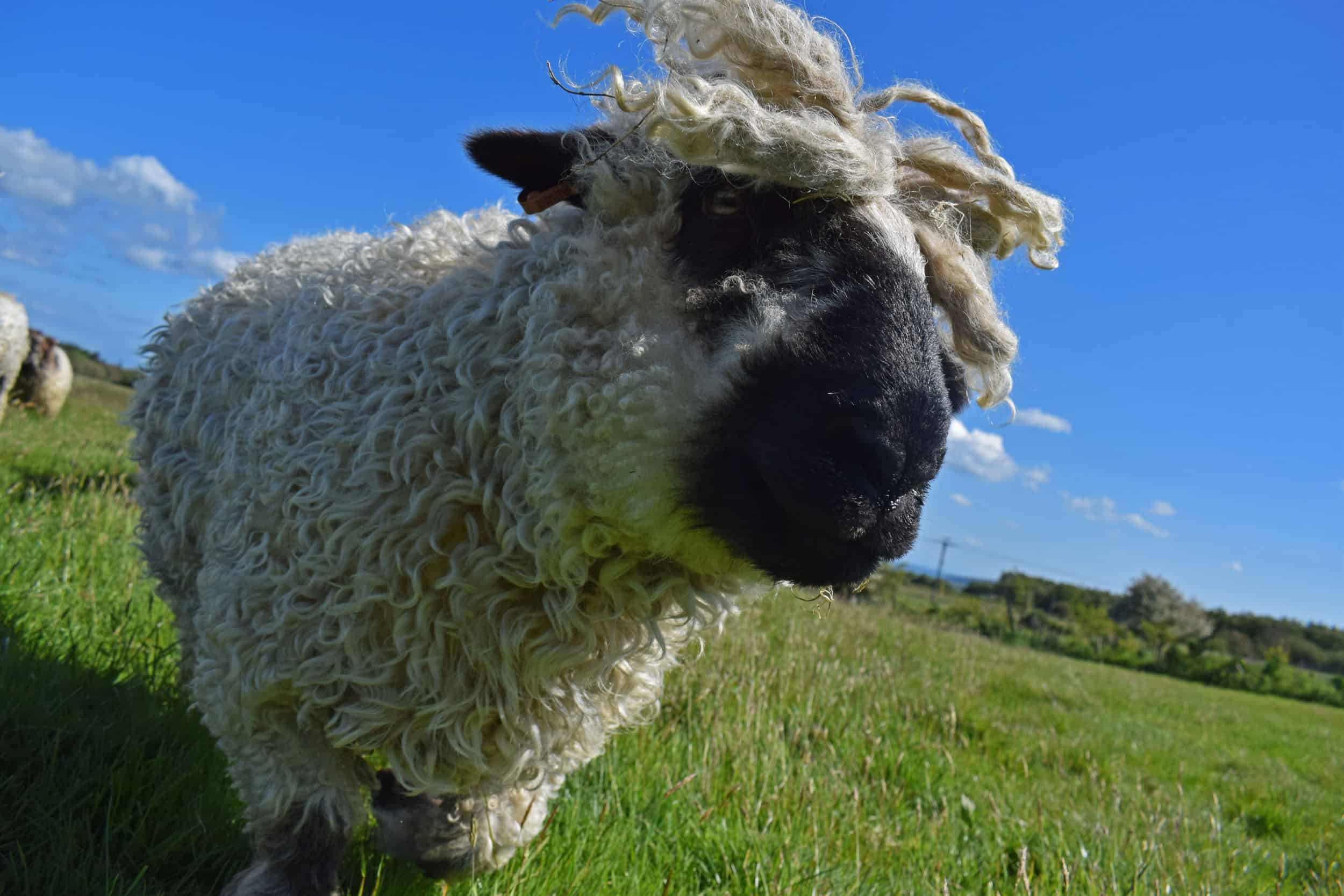 Doris valais blacknose silvernose greyface dartmoor cross sheep [et cute teddy bear wool rug 3
