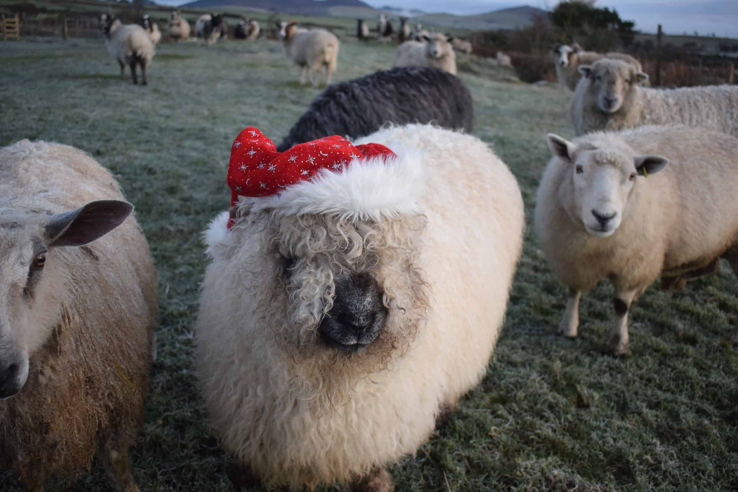 Nora sheep santa hat valais blacknose cross greyface dartmoor christmas woolly
