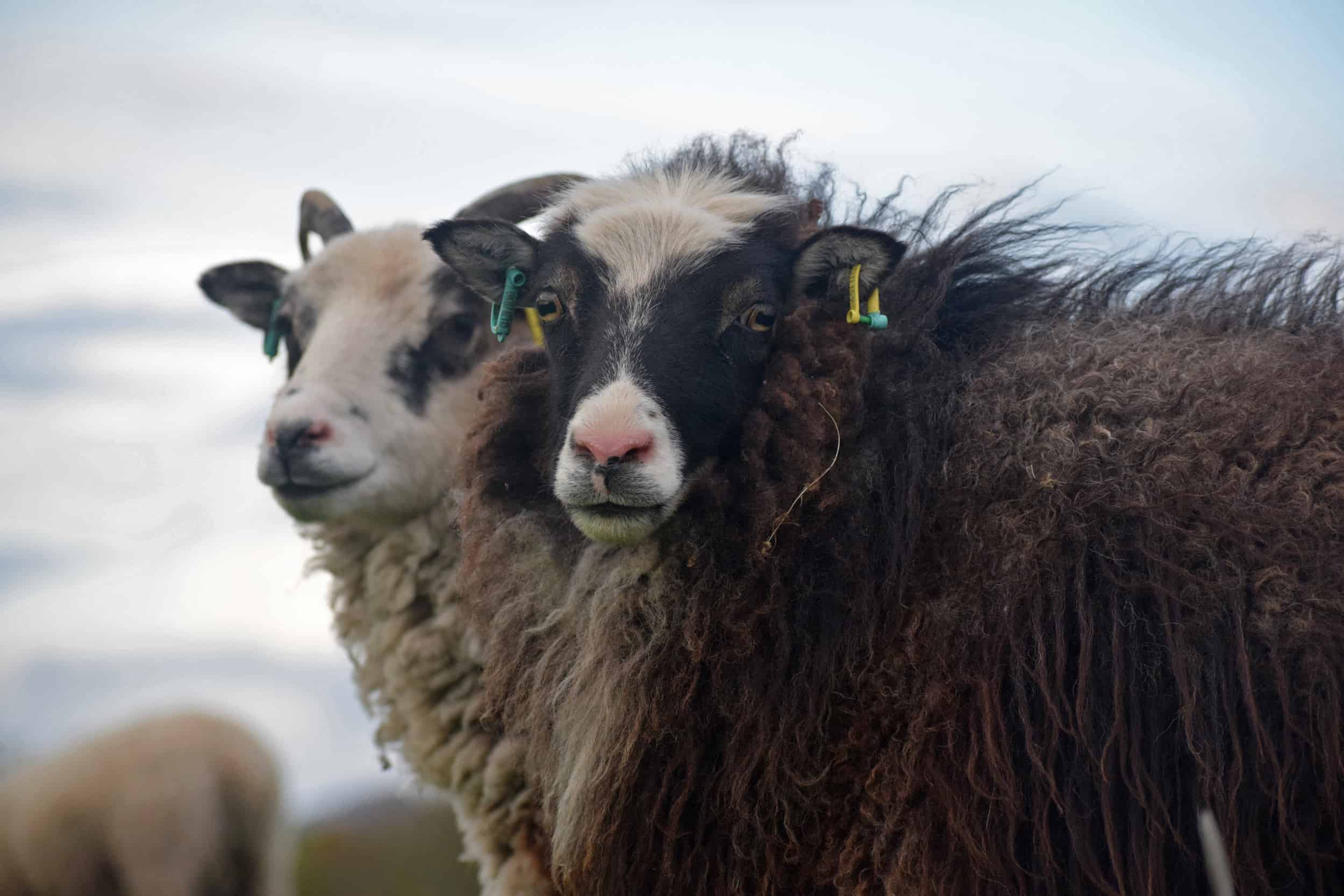 Taragon soay cross frosted mouflon welsh mountain sheep pretty british wool 3