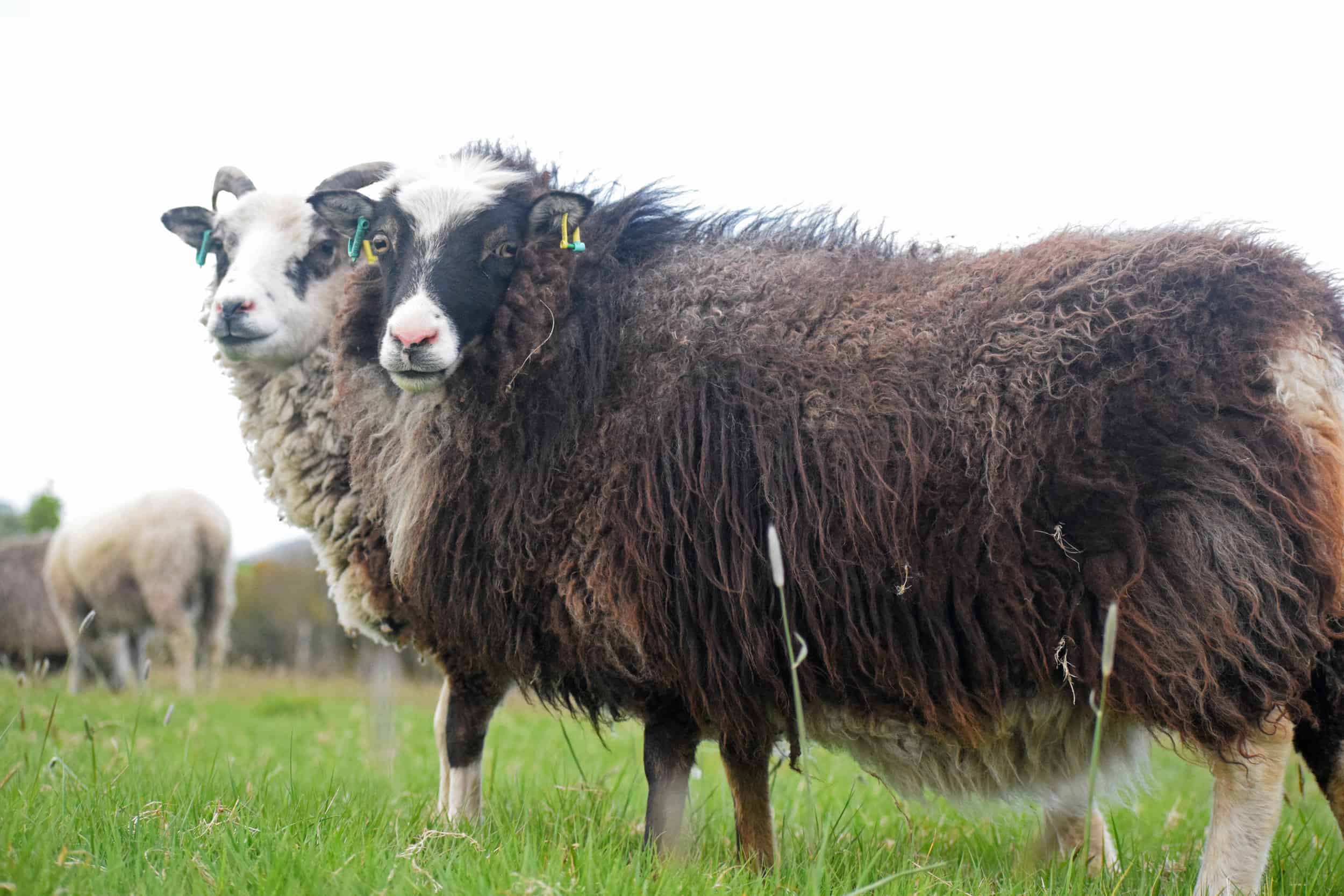 Taragon soay cross frosted mouflon welsh mountain sheep pretty british wool