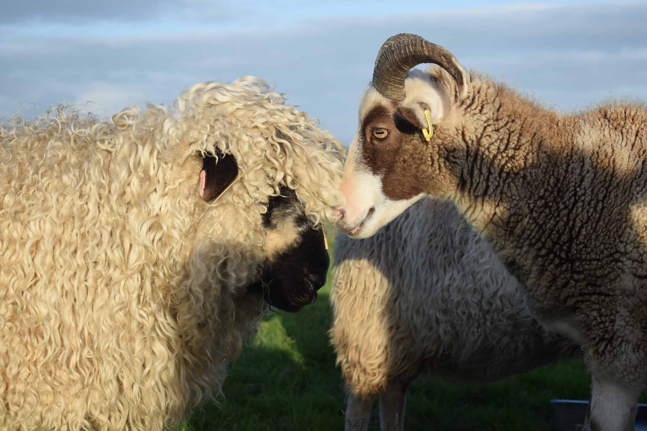 Doris valais blacknose silvernose greyface dartmoor cross sheep [et cute teddy bear wool rug pip 2