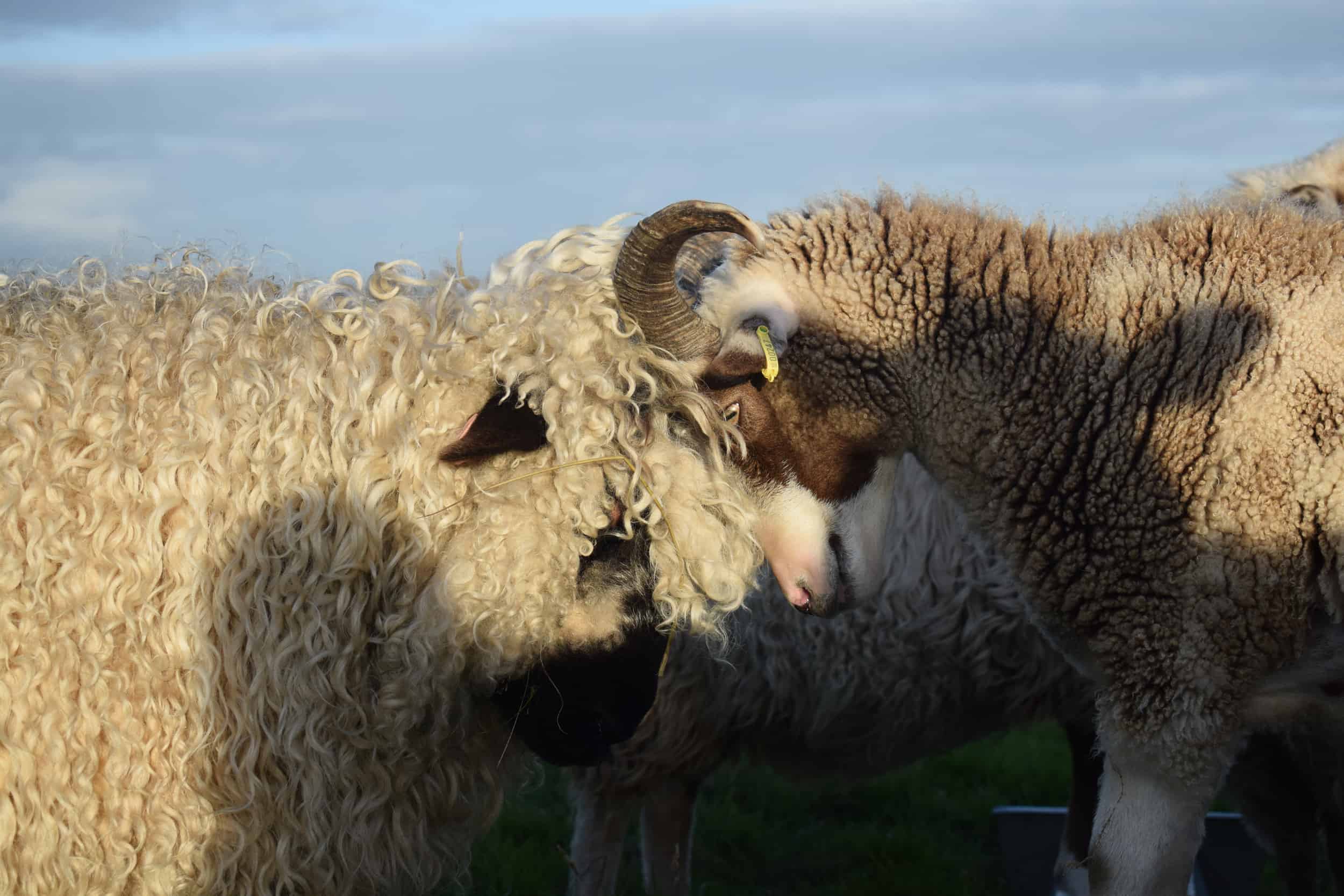 Doris valais blacknose silvernose greyface dartmoor cross sheep [et cute teddy bear wool rug pip head to head