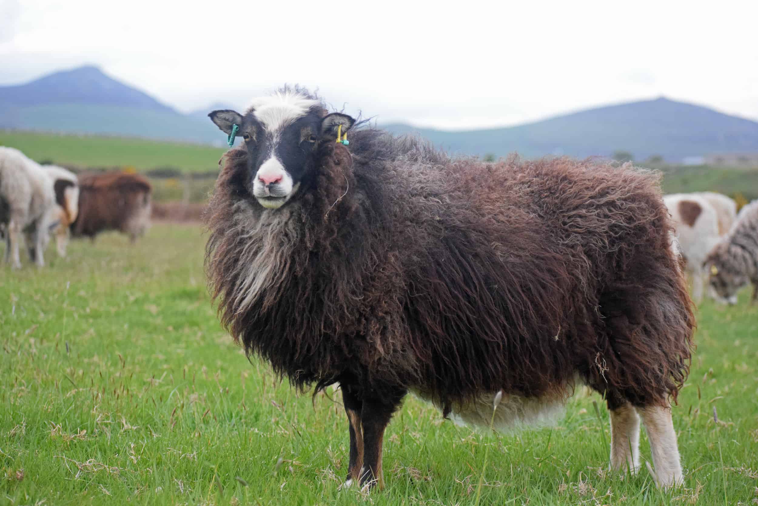 Taragon soay cross frosted mouflon welsh mountain sheep pretty british wool 2