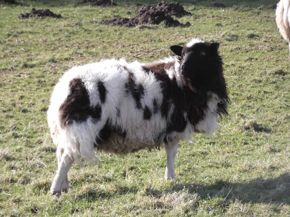 Fleur patchwprk sheep jacob cross shetland welsh mountain natural fleece wool spotty 4