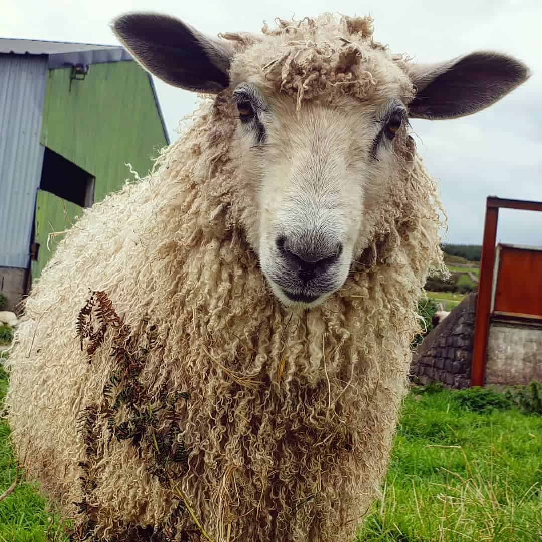 nymphadora sheep wensleydale cross icelandic sheep wool
