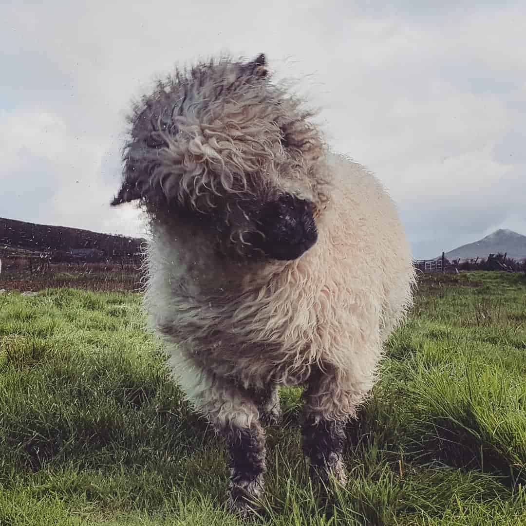 Nora valais blacknose greyface dartmoor pet sheep cuddle bear sheep patchworksheep crueltyfree felt rugs shake wet (2) (2)