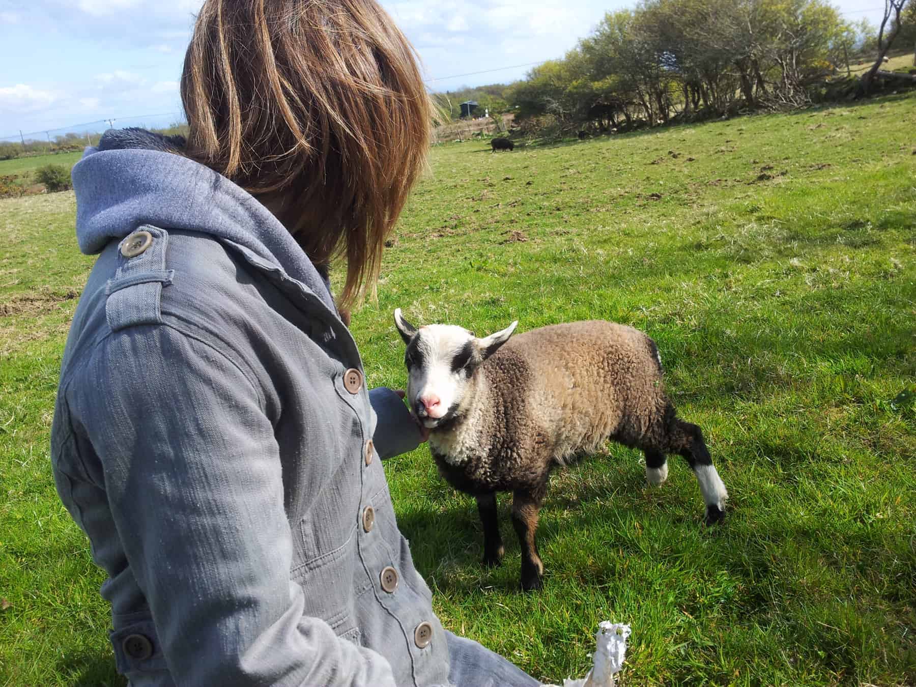 Poppy katmoget badgerface shetland cross jacob sheep lamb cute cuddles