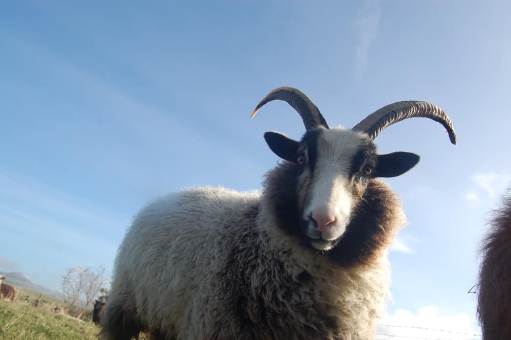 Poppy katmoget badgerface shetland cross jacob sheep beautiful