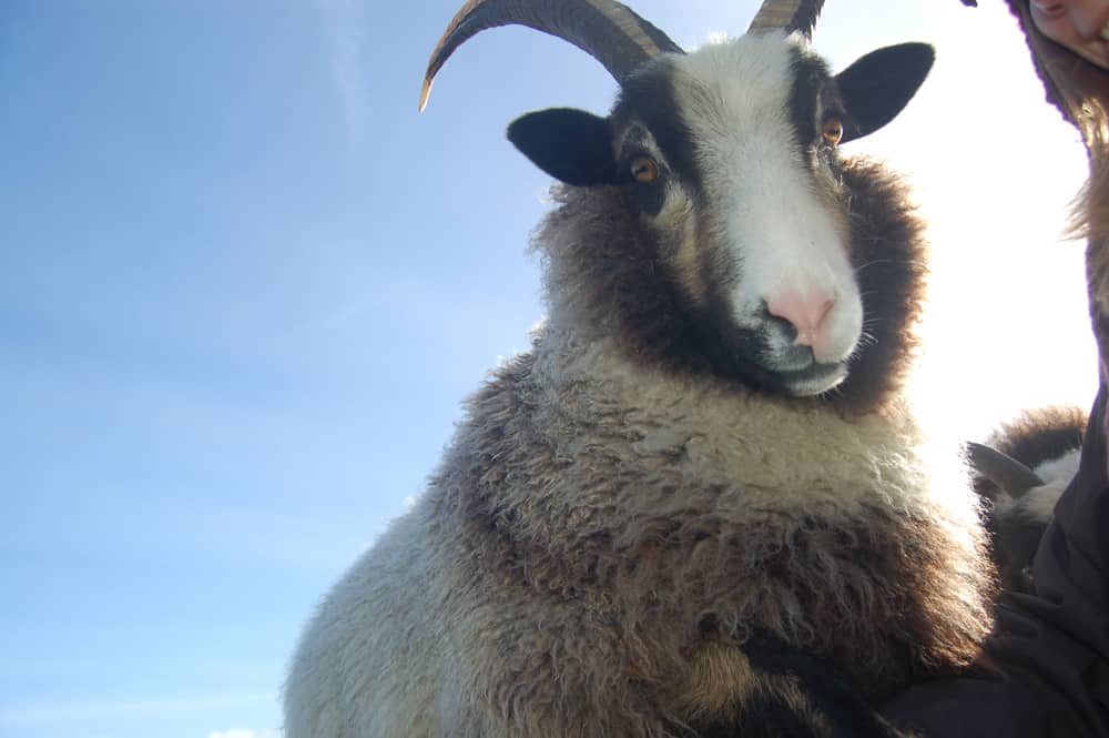 Poppy cheeky magnificent horns katmoget badgerface shetland cross jacob sheep lamb cute